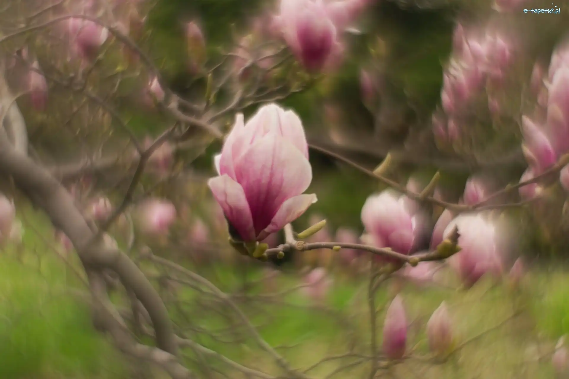 Gałązki, Kwiat, Magnolia