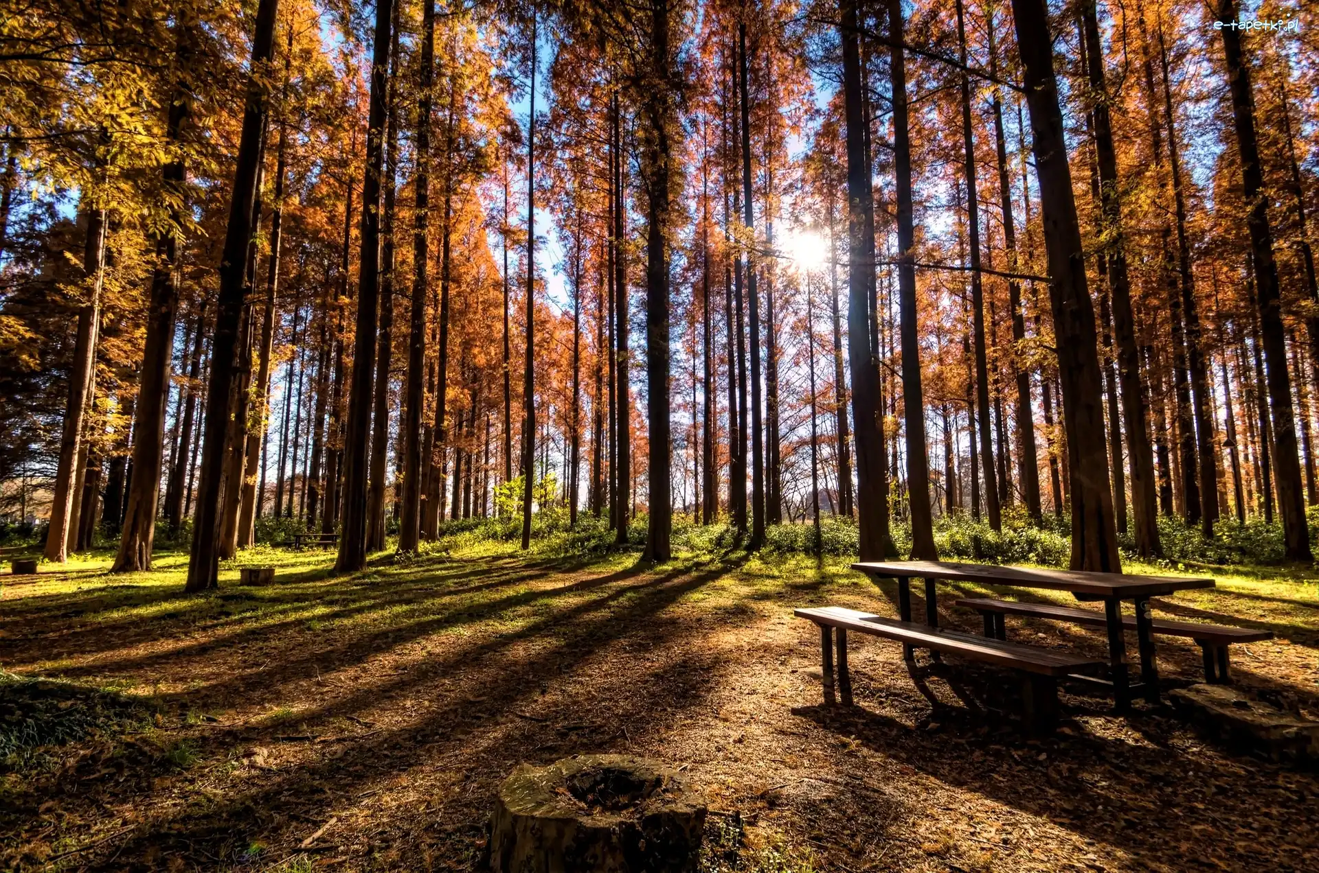 Ławki, Przebijające Słońce, Relaks, Las