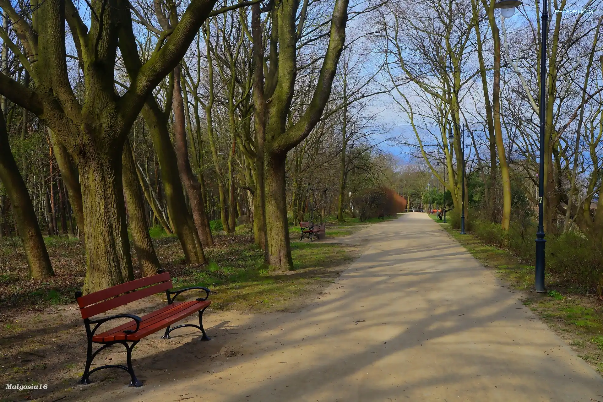 Alejka, Ławka, Drzewa, Park