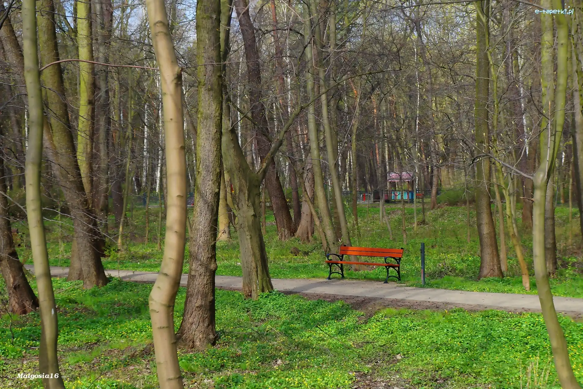 Park, Drzewa, Ławka, Alejka, Zieleń