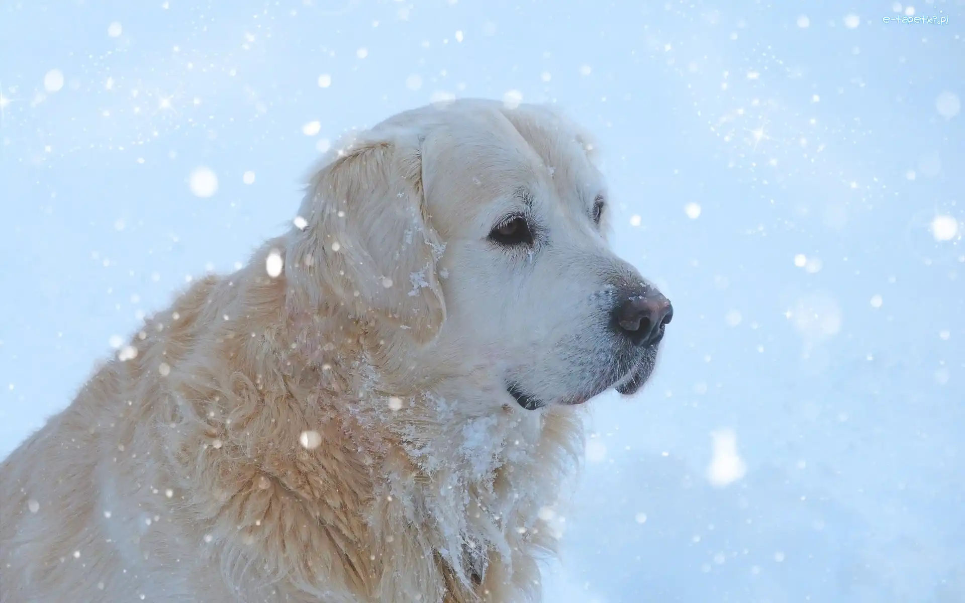 Pies, Zima, Śnieg, Golden Retriever
