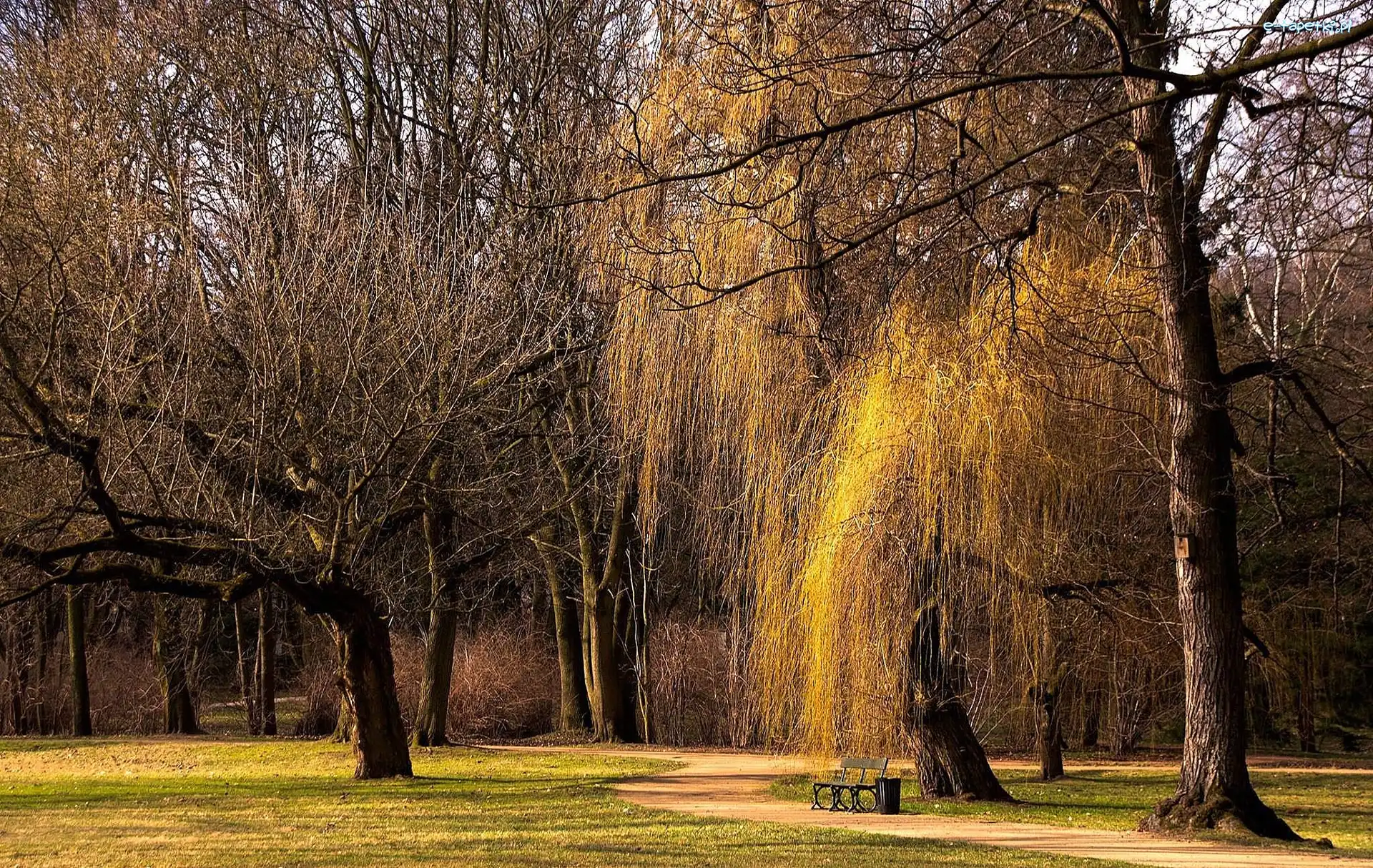 Ławka, Park, Drzewa
