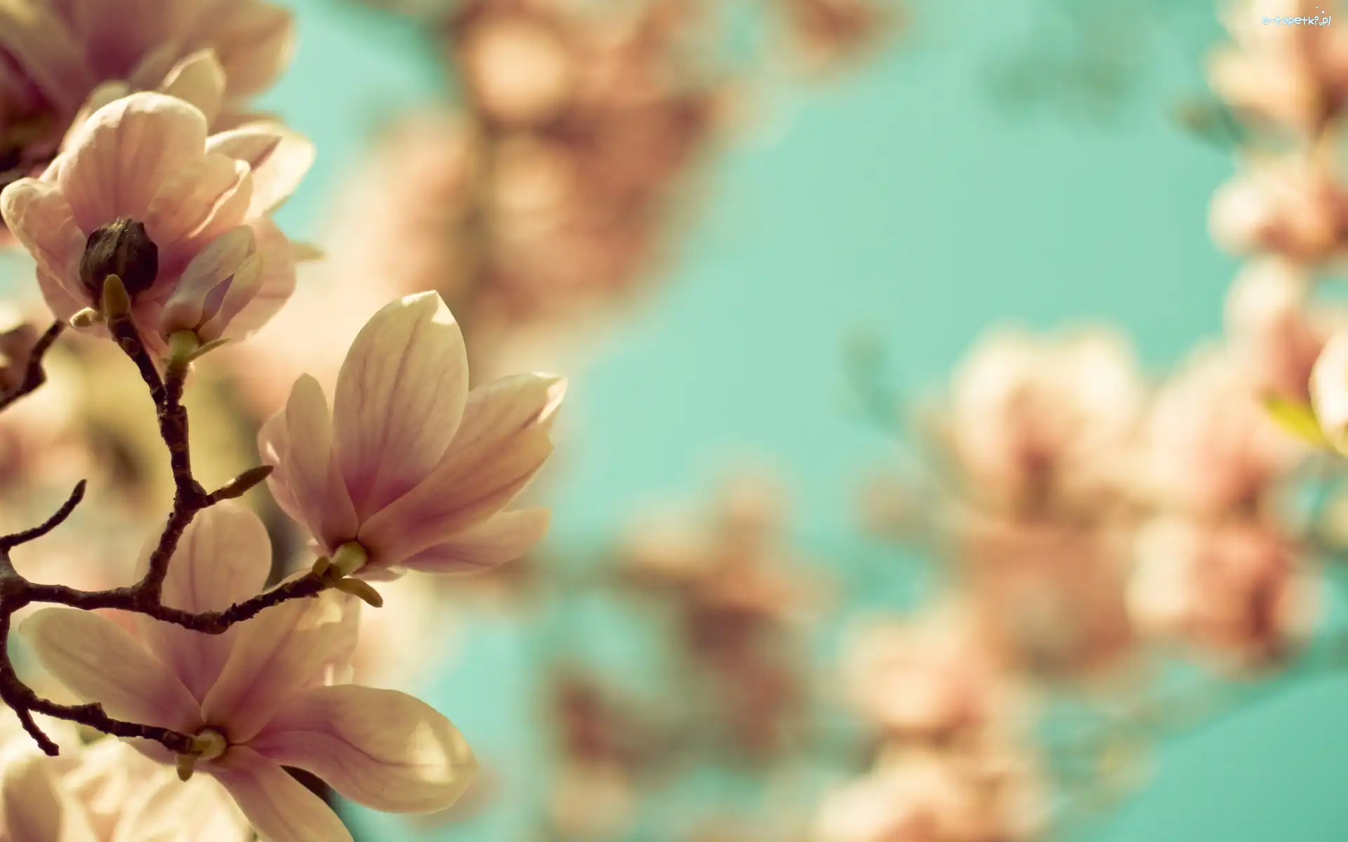 Magnolia, Wiosna