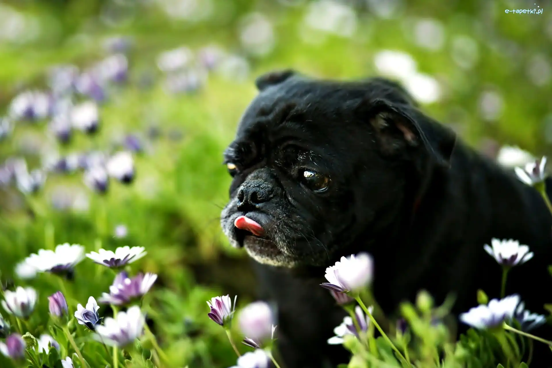 Czarny, Mops, Pies, Kwiaty, Łąka