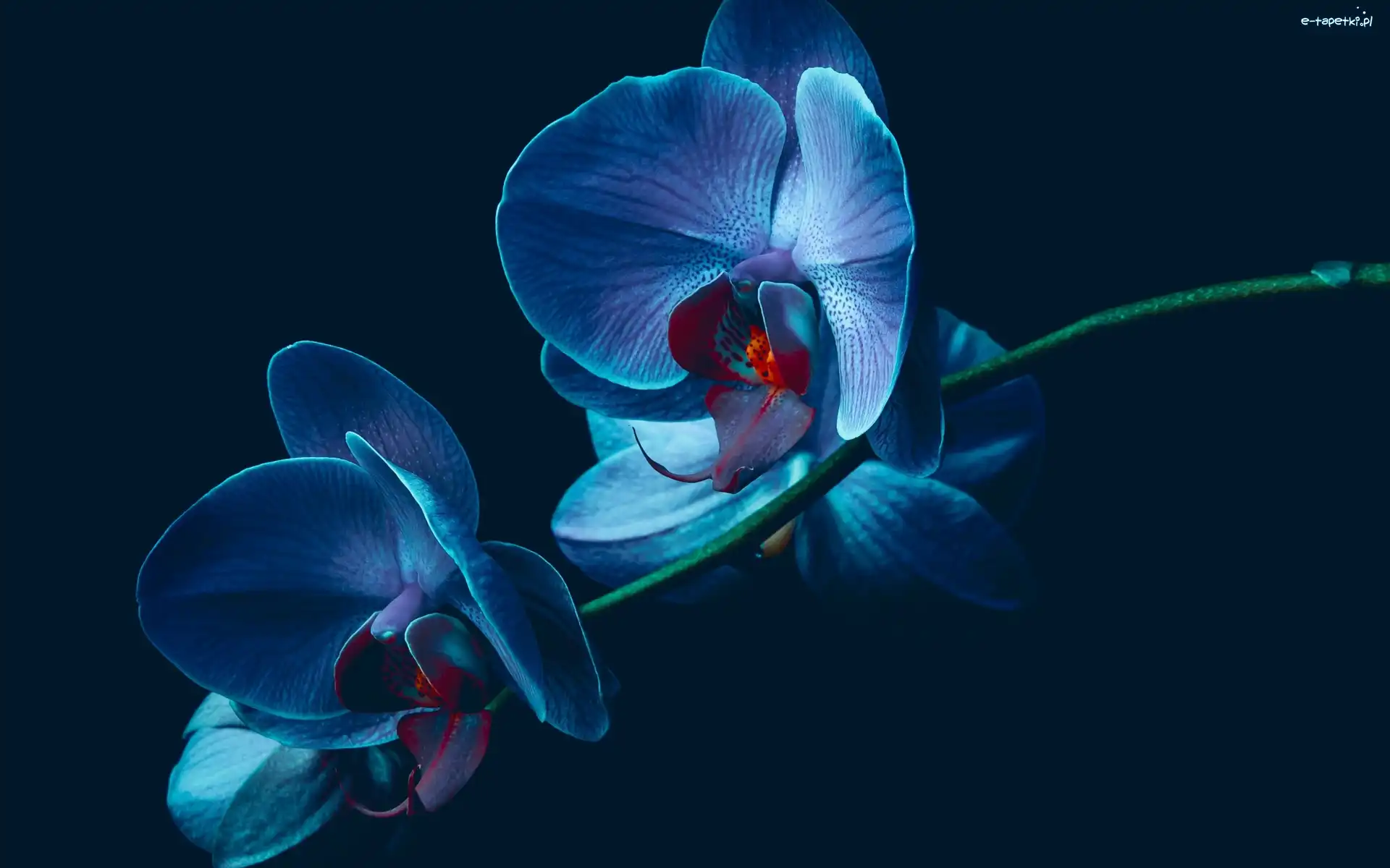 Orchidea, Storczyk, Niebieska, Kwiat