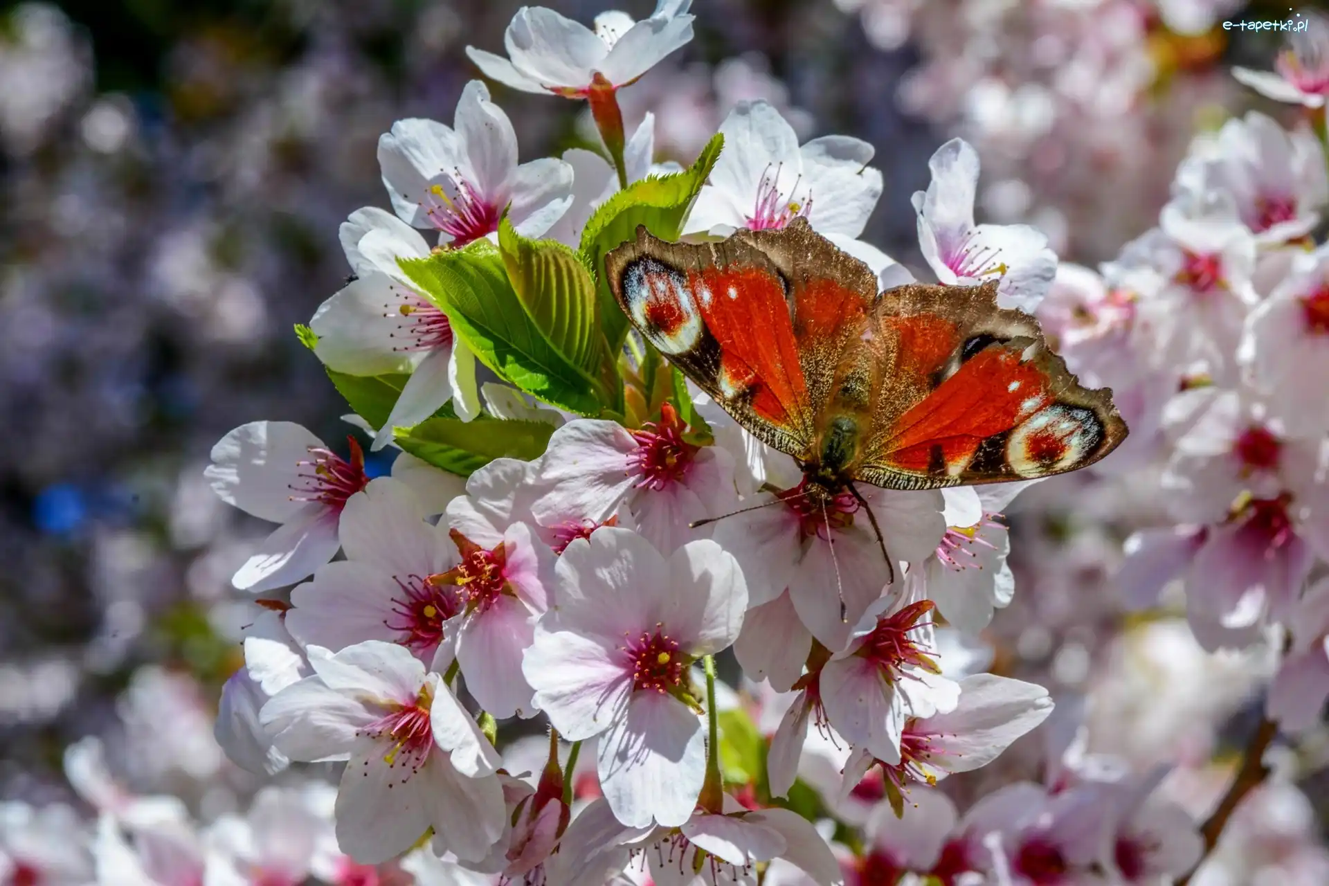 Rusałka, Drzewo Owocowe, Motyl, Pawik, Kwiaty, Wiosna
