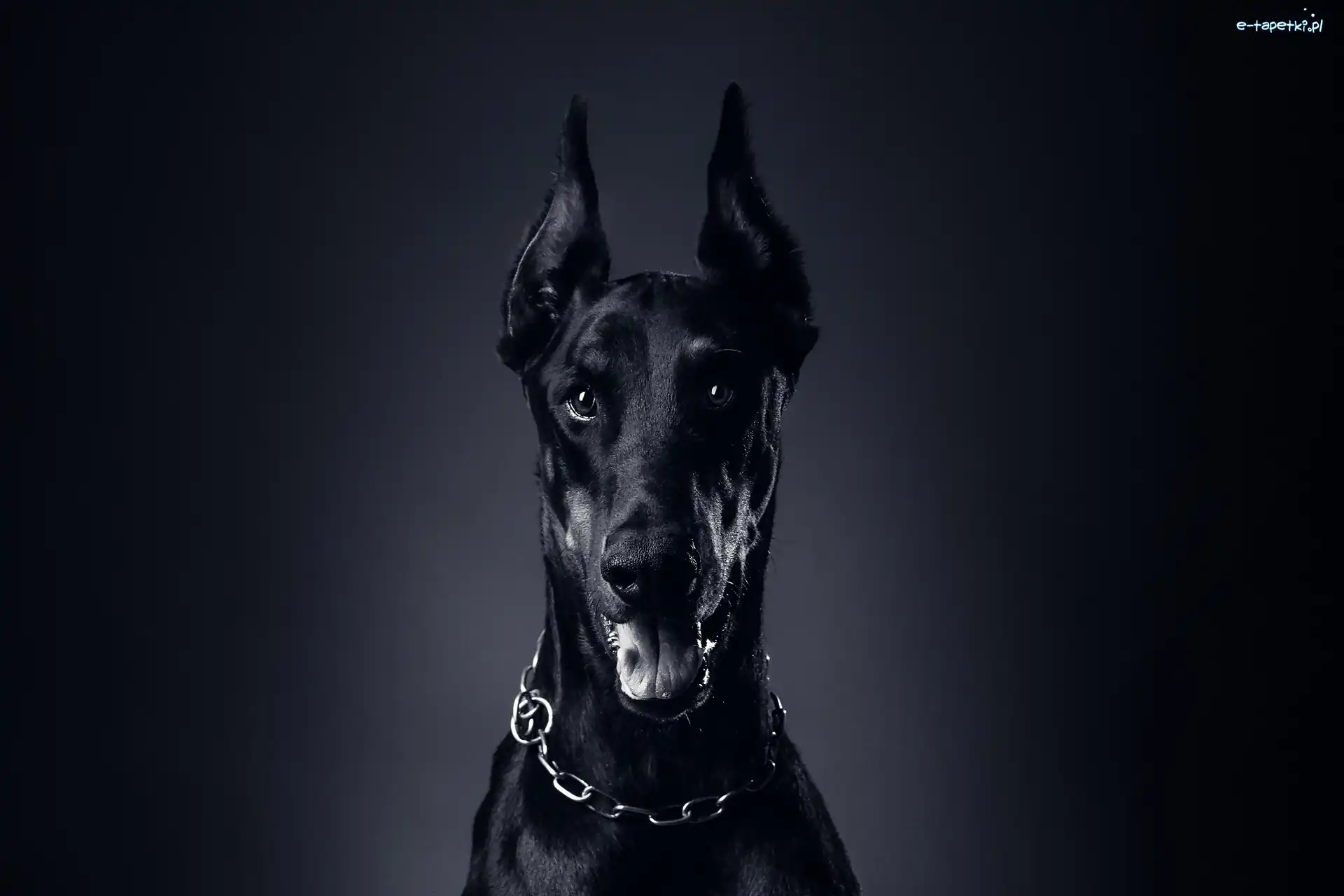Doberman, Pies