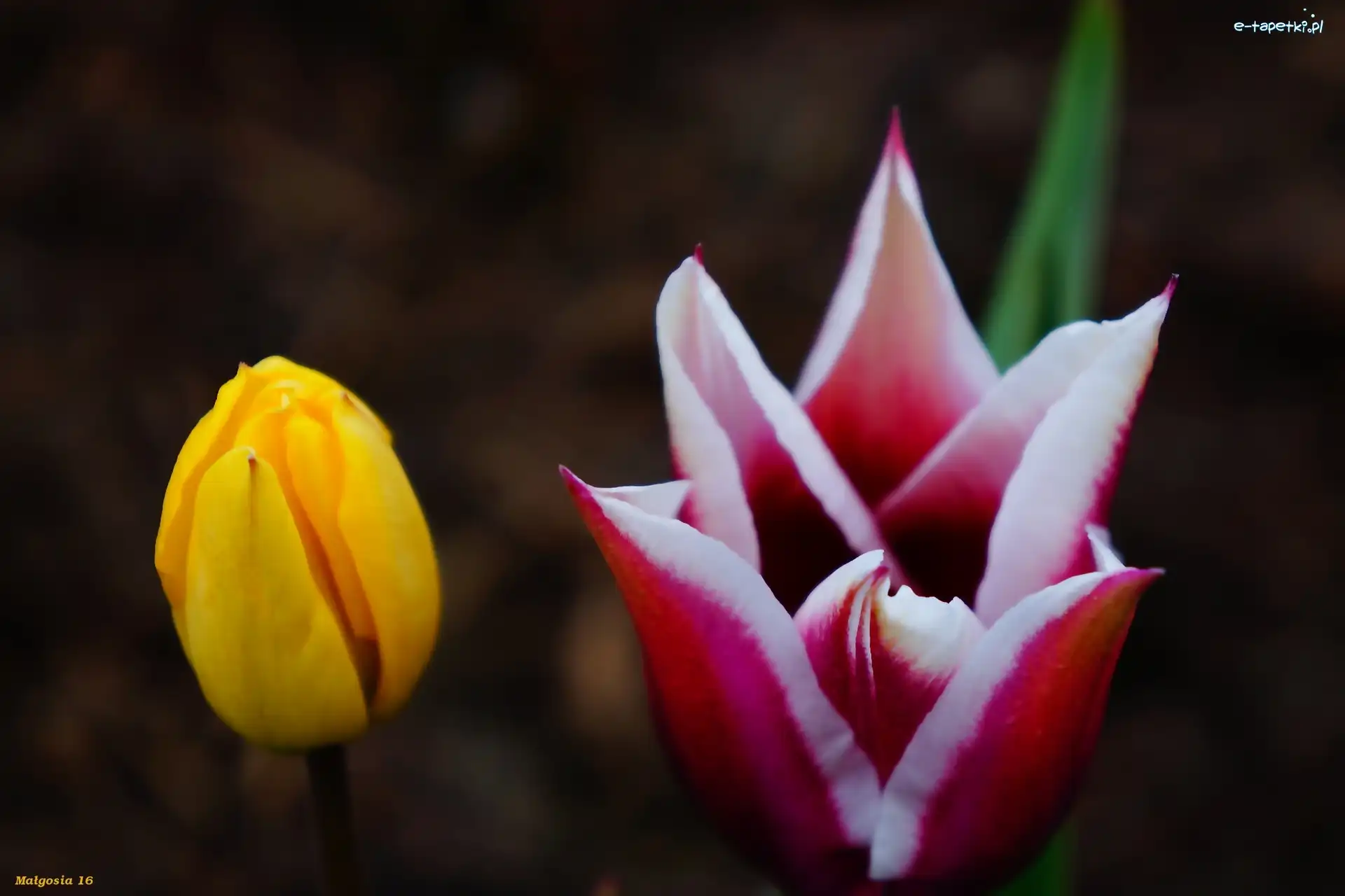 Tulipany, Wiosenne, Kwiaty