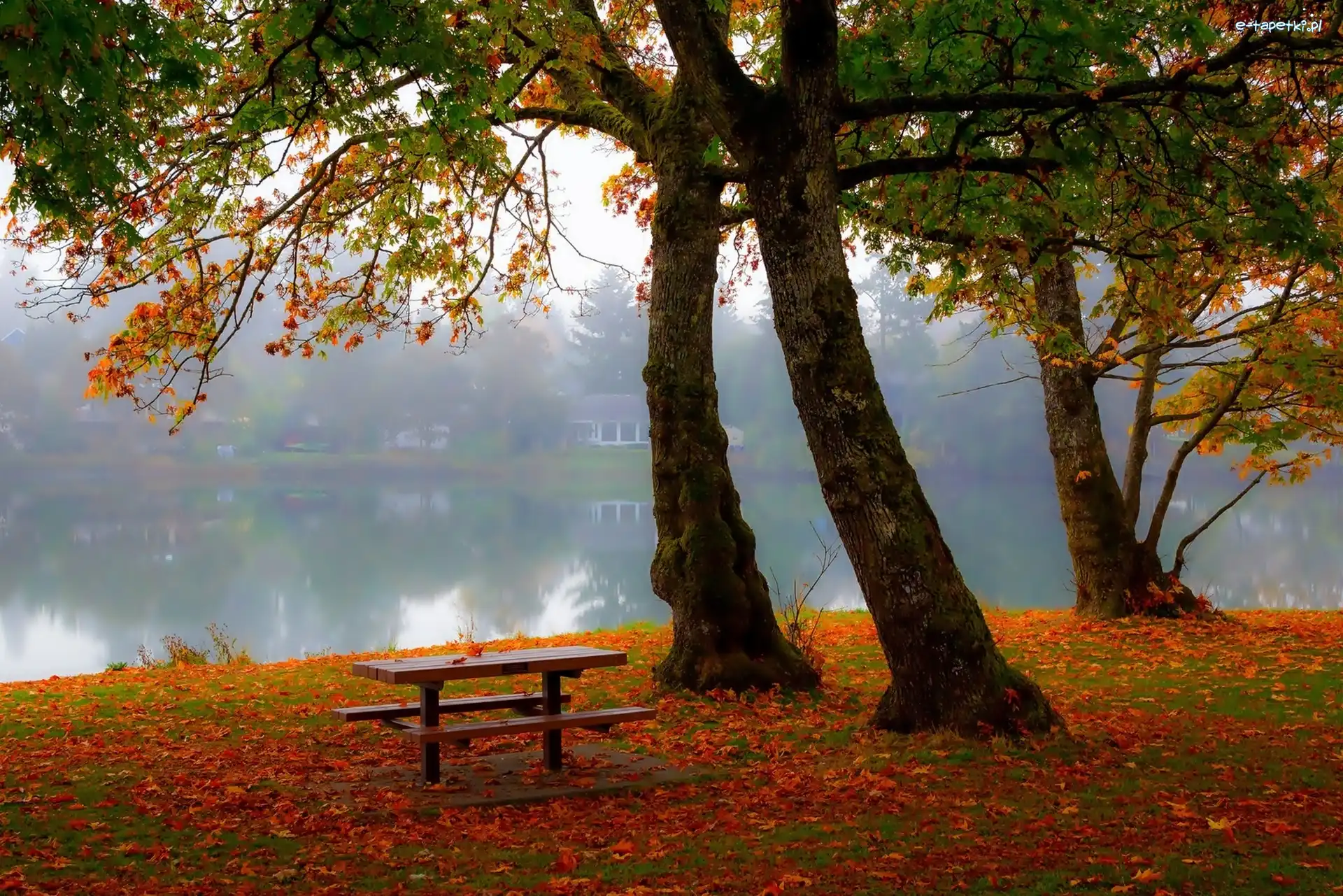 Jesień, Ławka, Park, Mgła, Staw