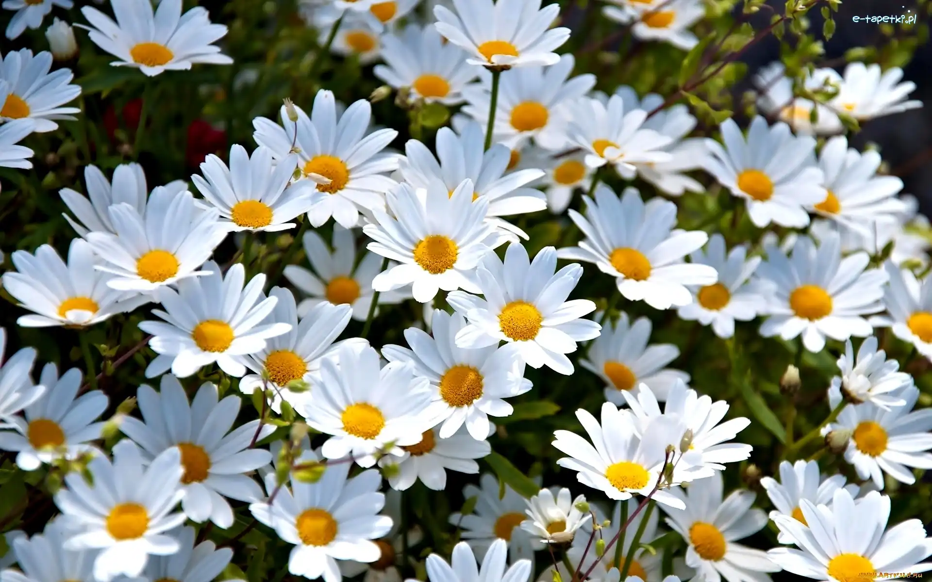 Margerytki, Kwiaty, Białe