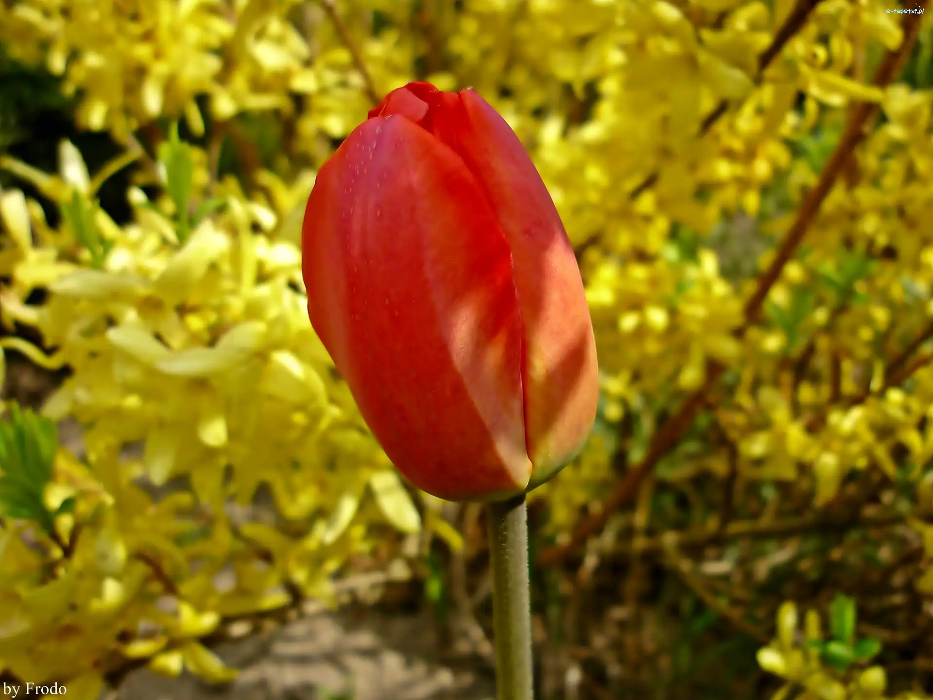 Czerwony, Tulipan
