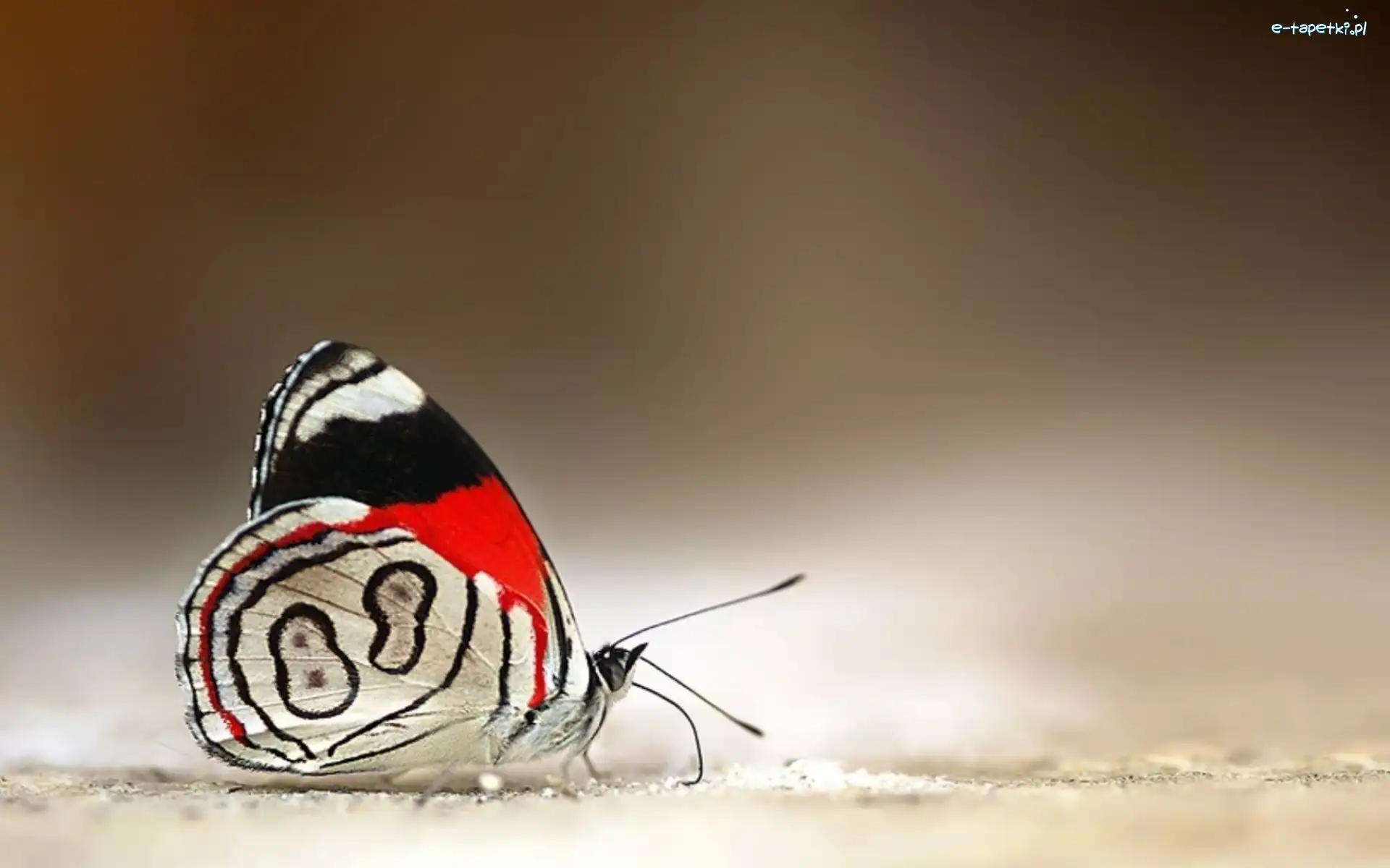 Motyl