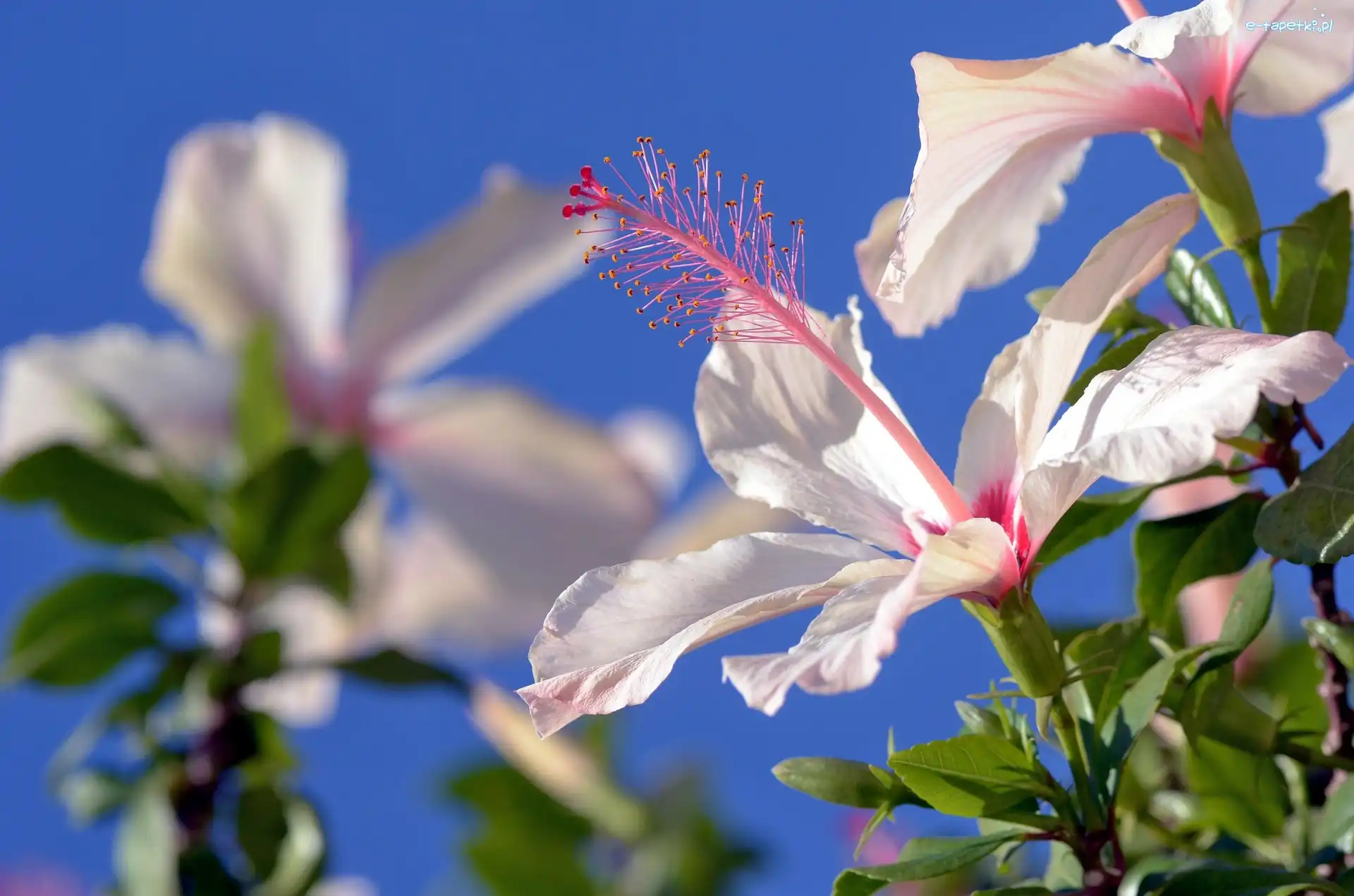 Biały Hibiskus, Lato, Niebo, Kwiat