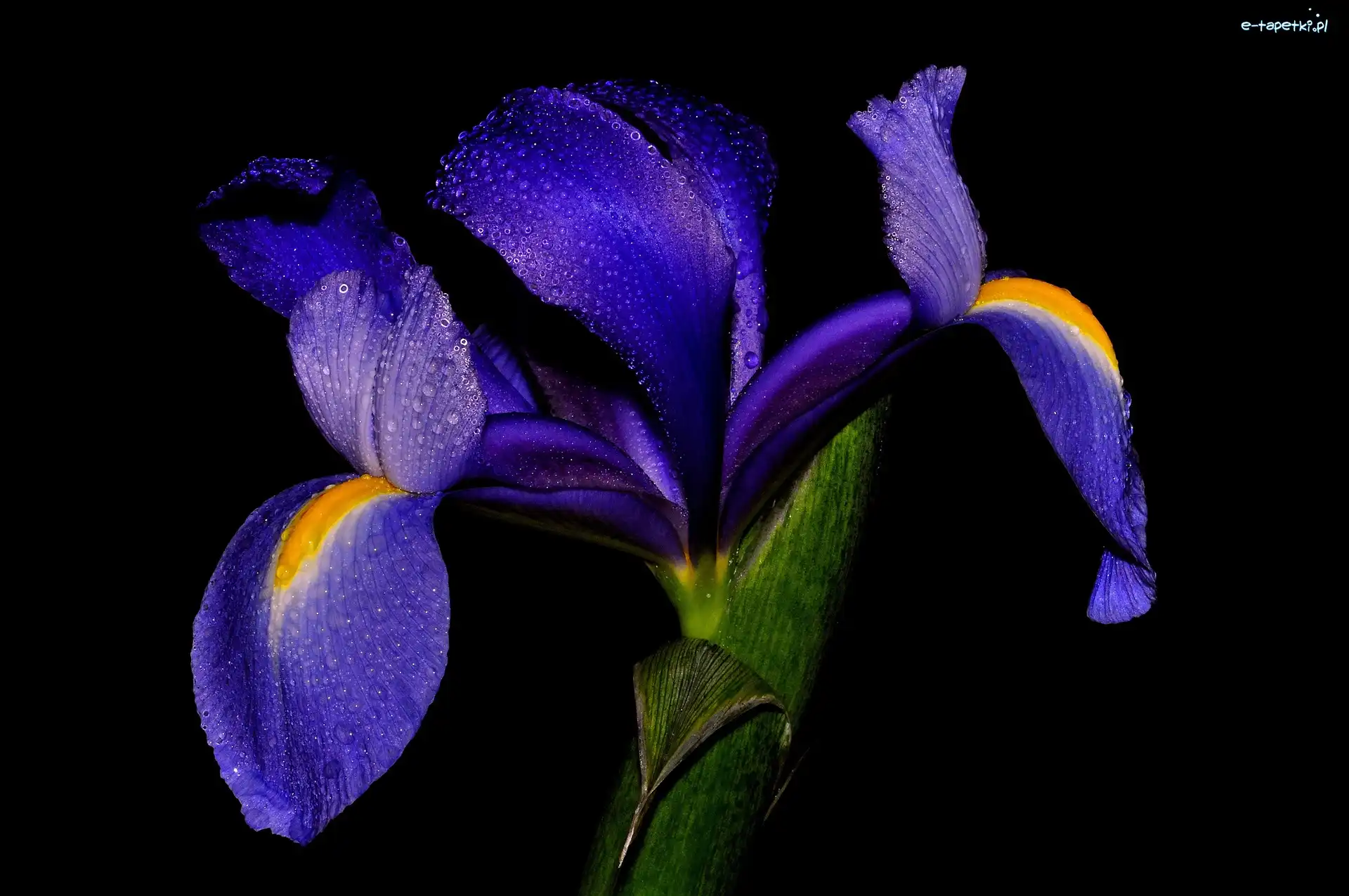 Irys, Rosy, Krople, Niebieski
