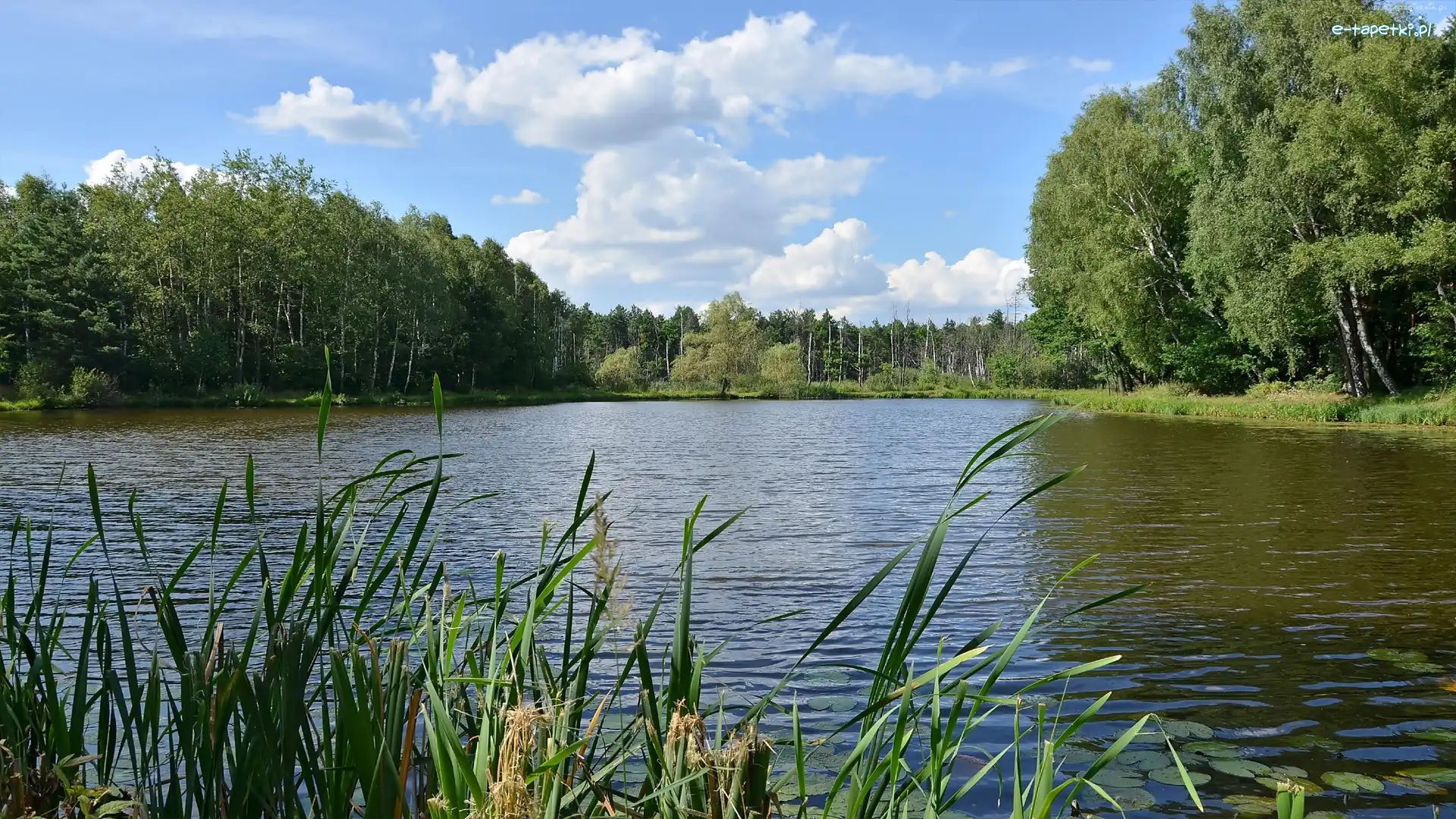 Las, Staw, Trawa