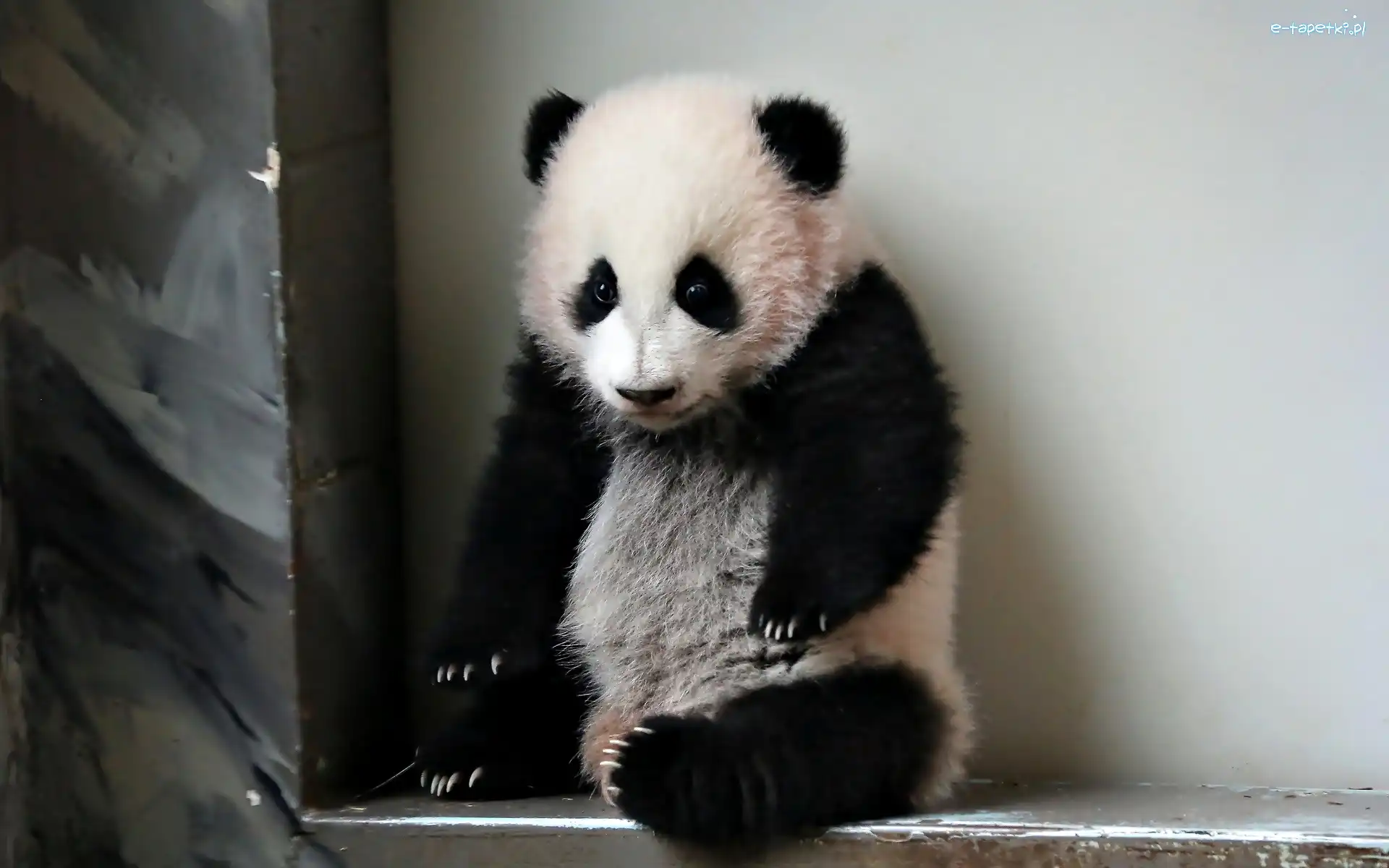 Ściana, Panda