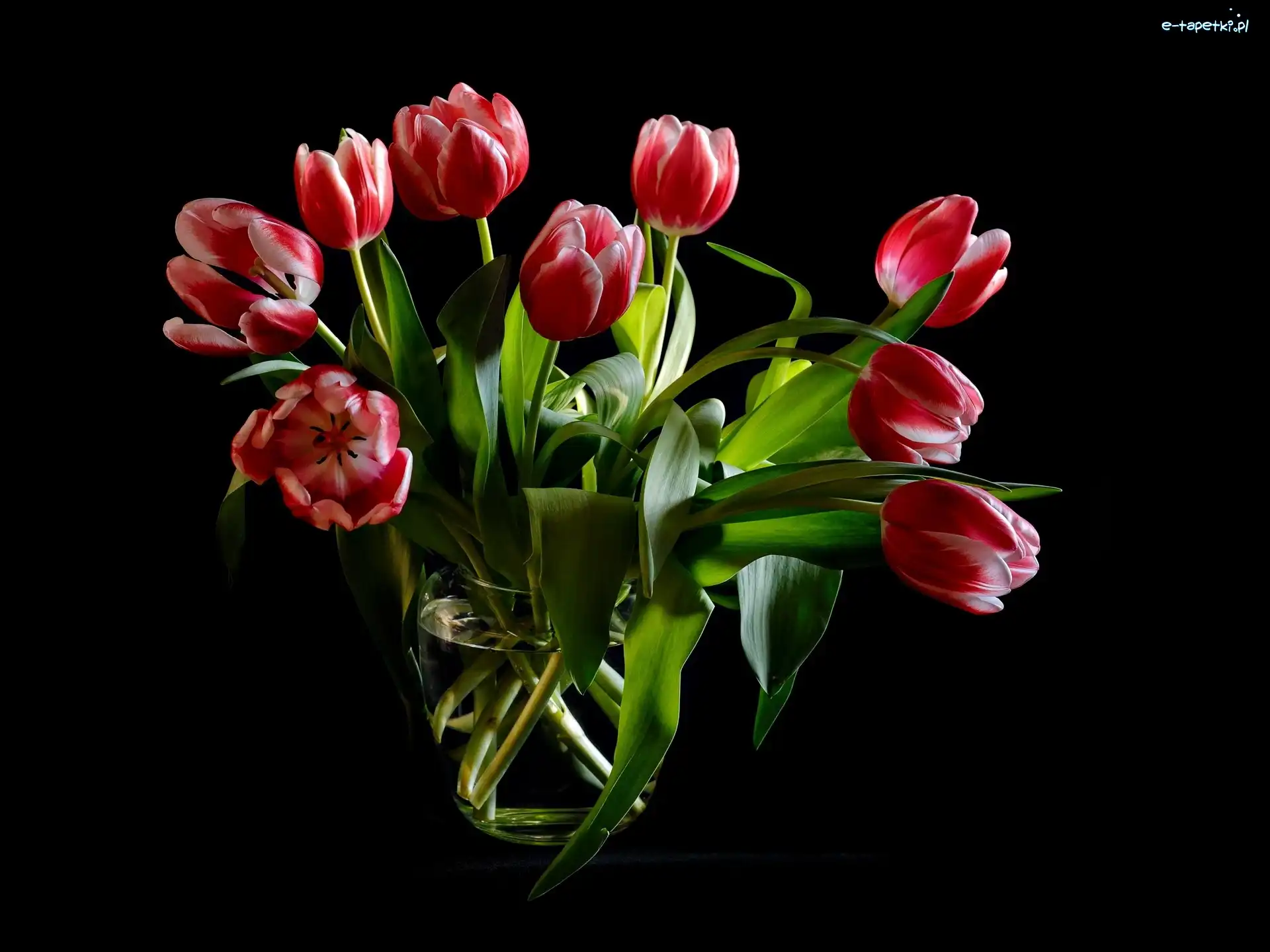 Kwiaty, Tulipany