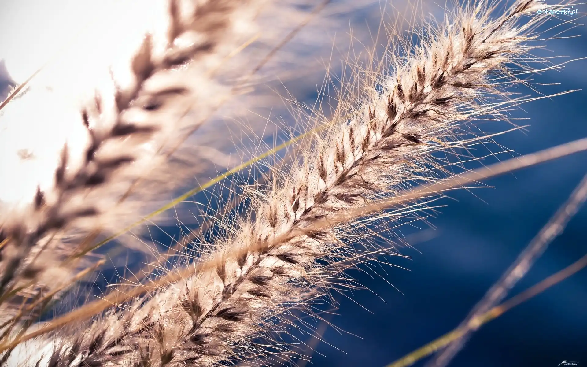 Źdźbła, Trawa, Makro