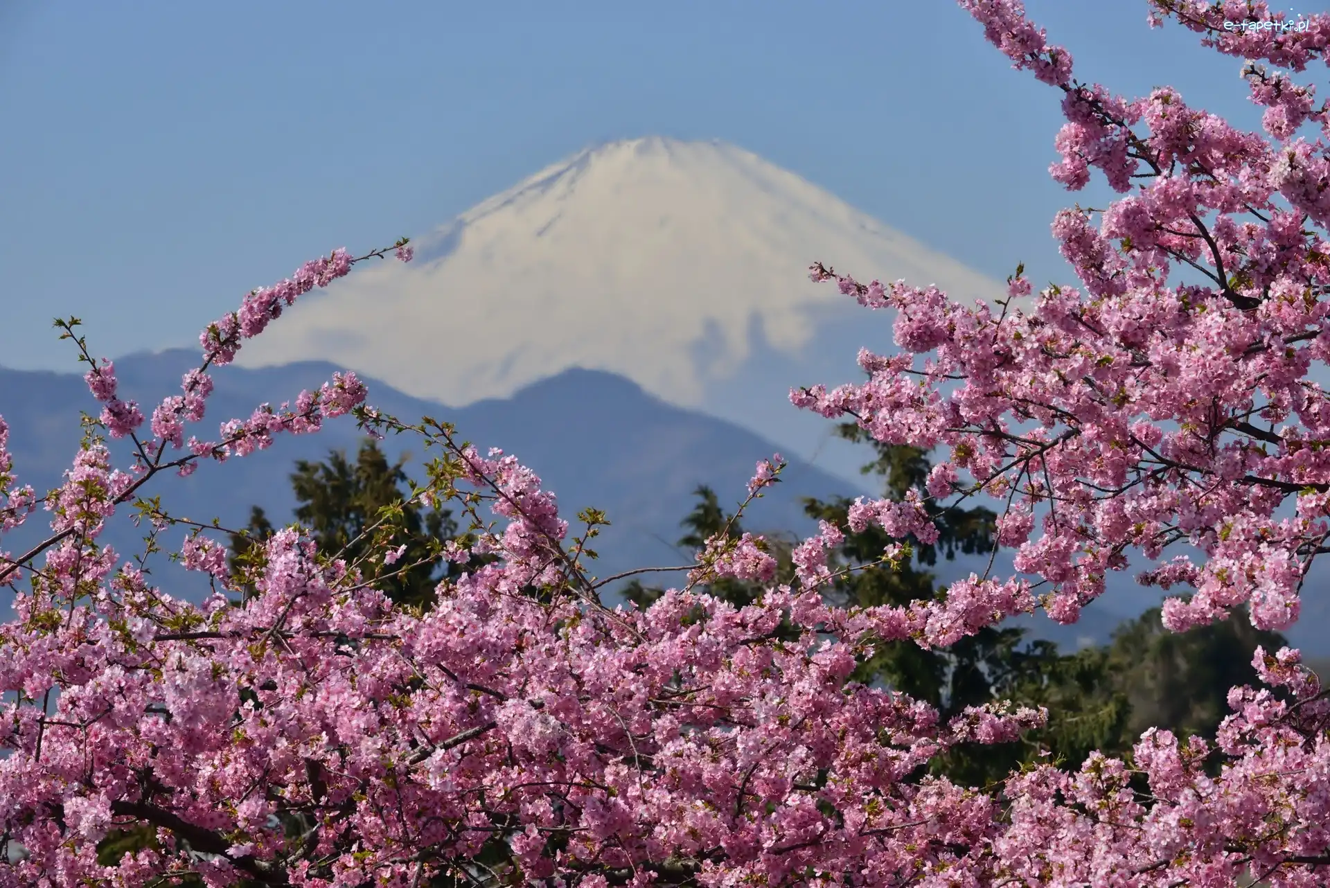Japonia, Kwitnące, Gałązki, Wulkan, Fuji, Góra