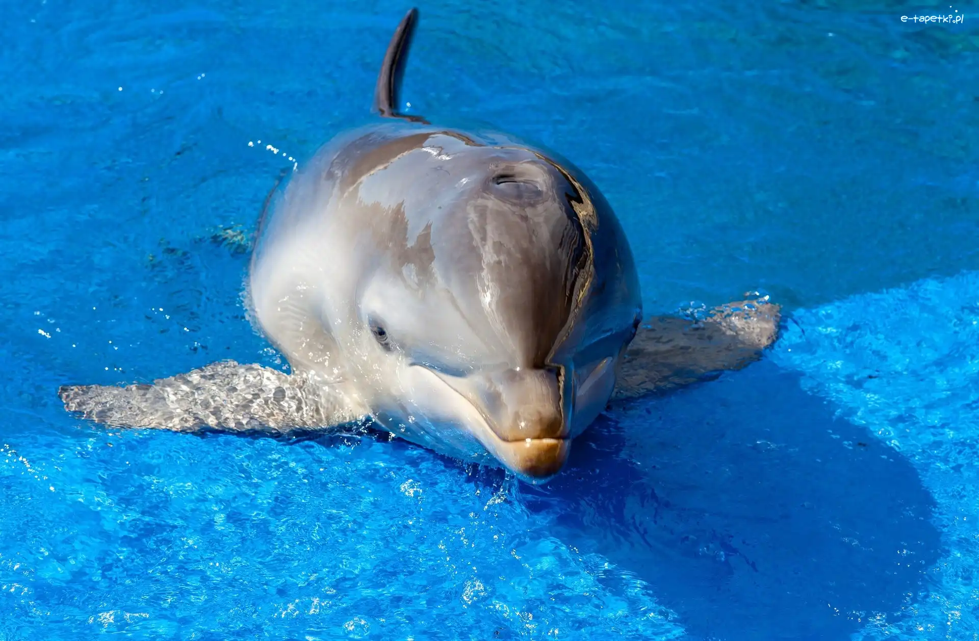 Basen, Delfinek