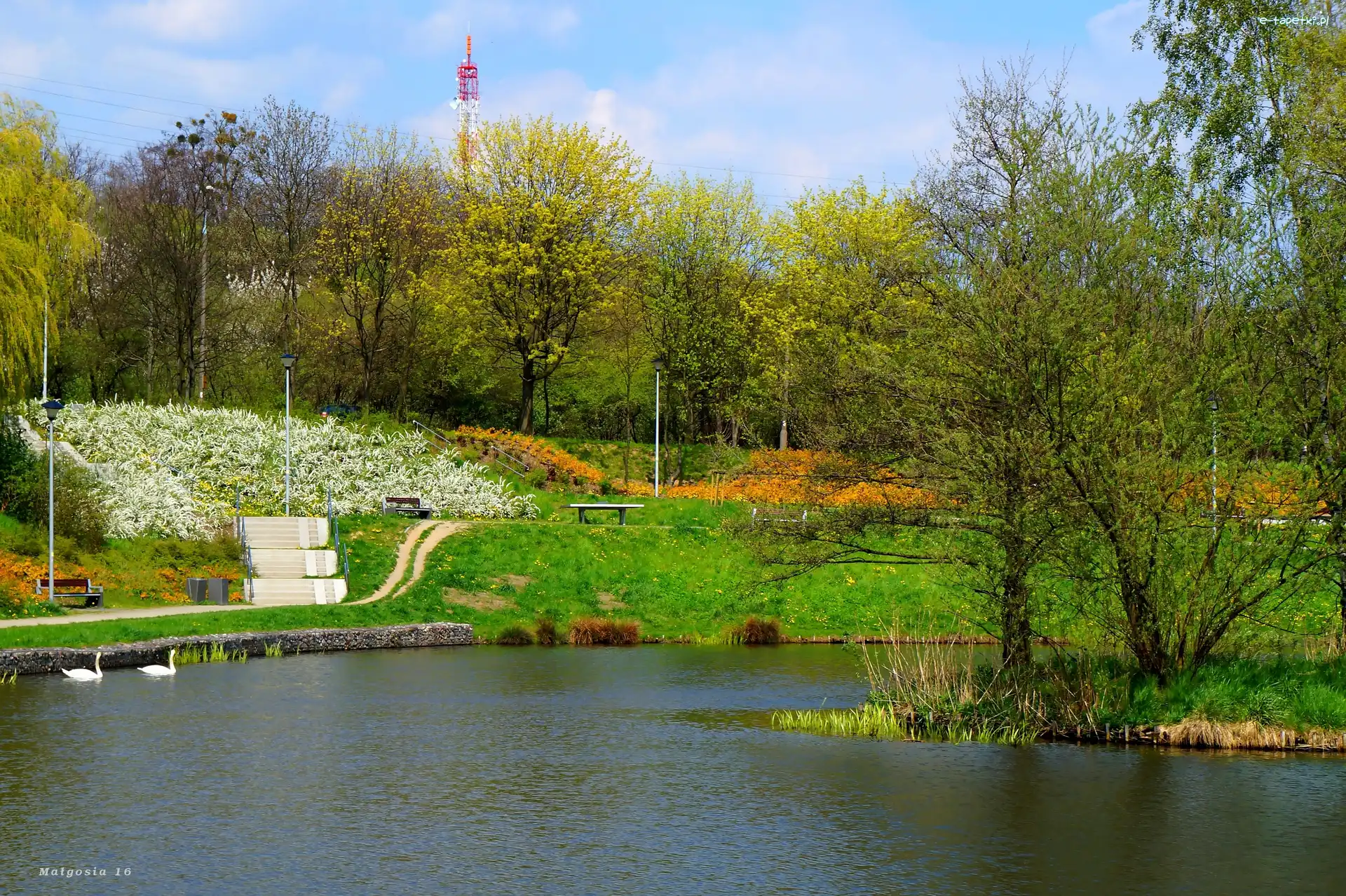 Jeziorko, Łabędzie, Woda, Drzewa, Zieleń