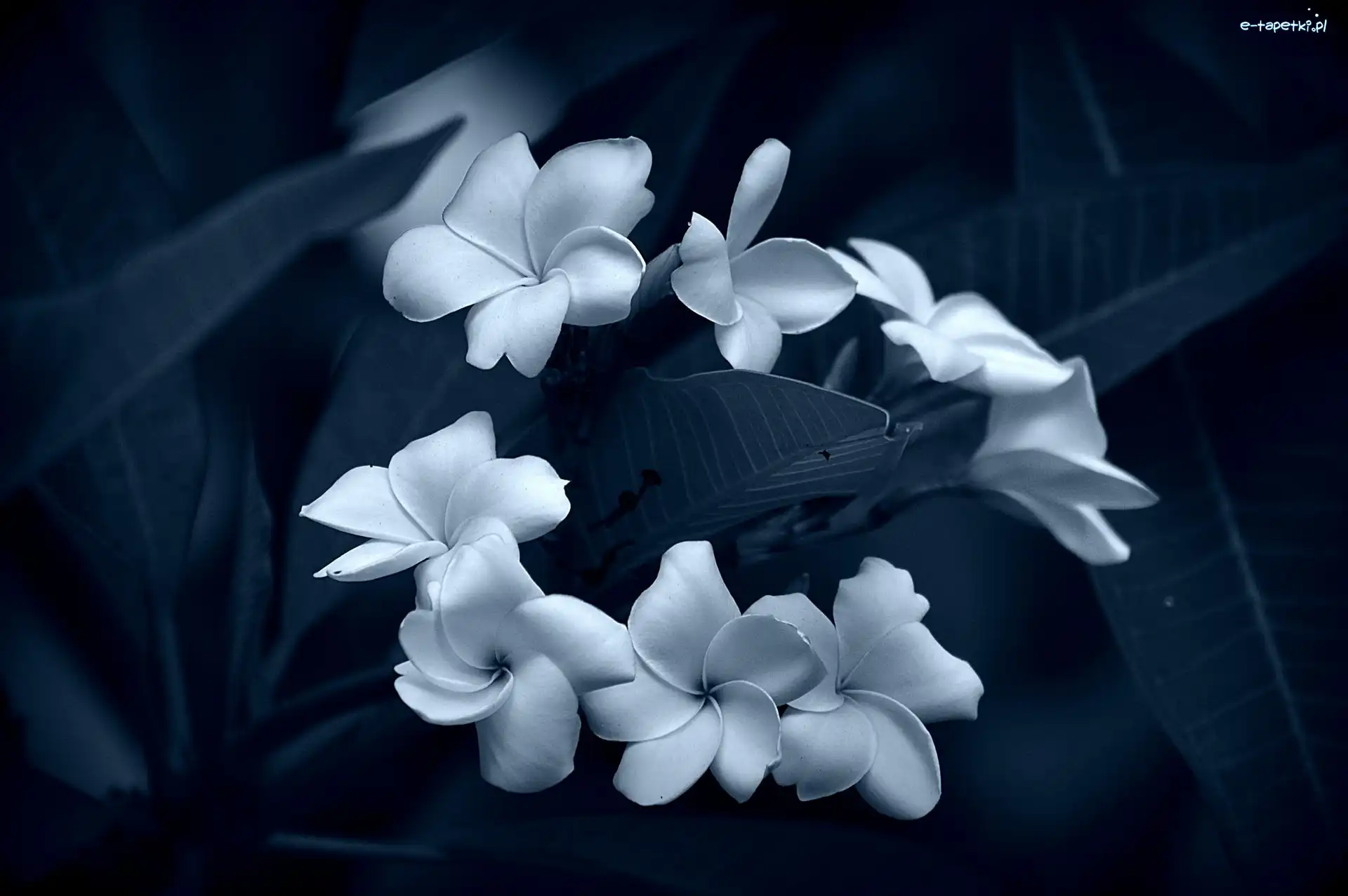 Biało-Niebieski, Plumeria, Kwiaty