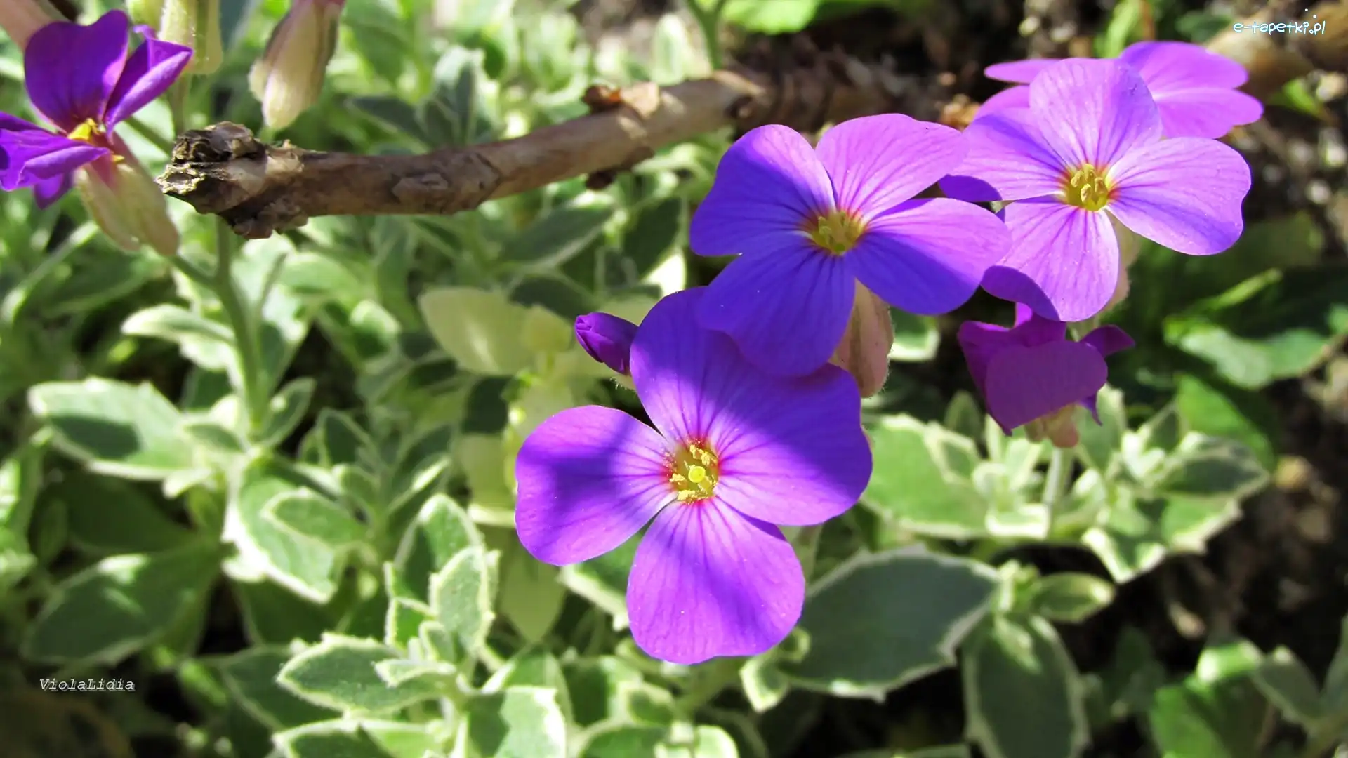 Lobelia, Kwiatki, Fioletowe