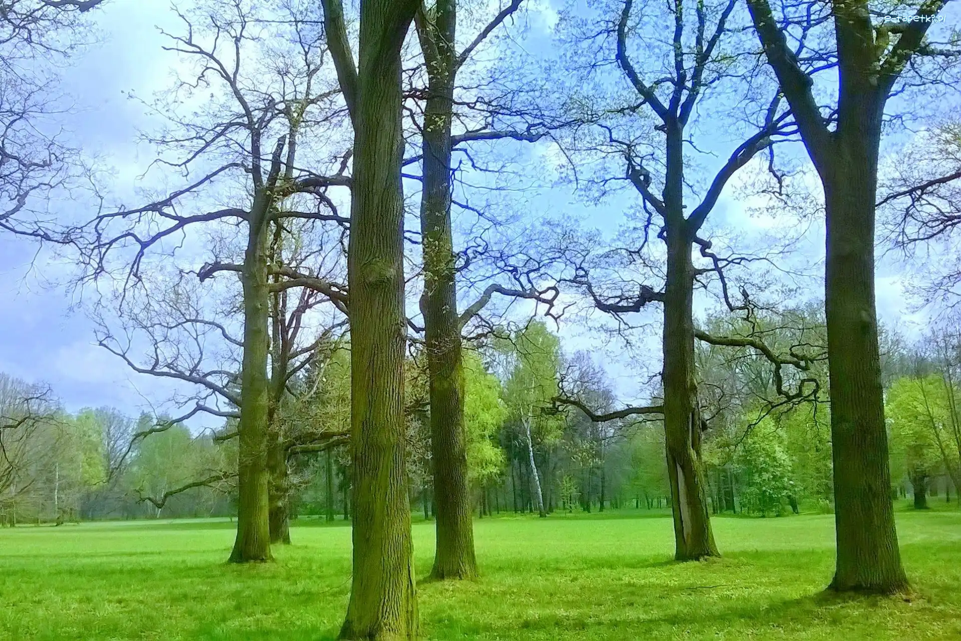 Drzewa, Park