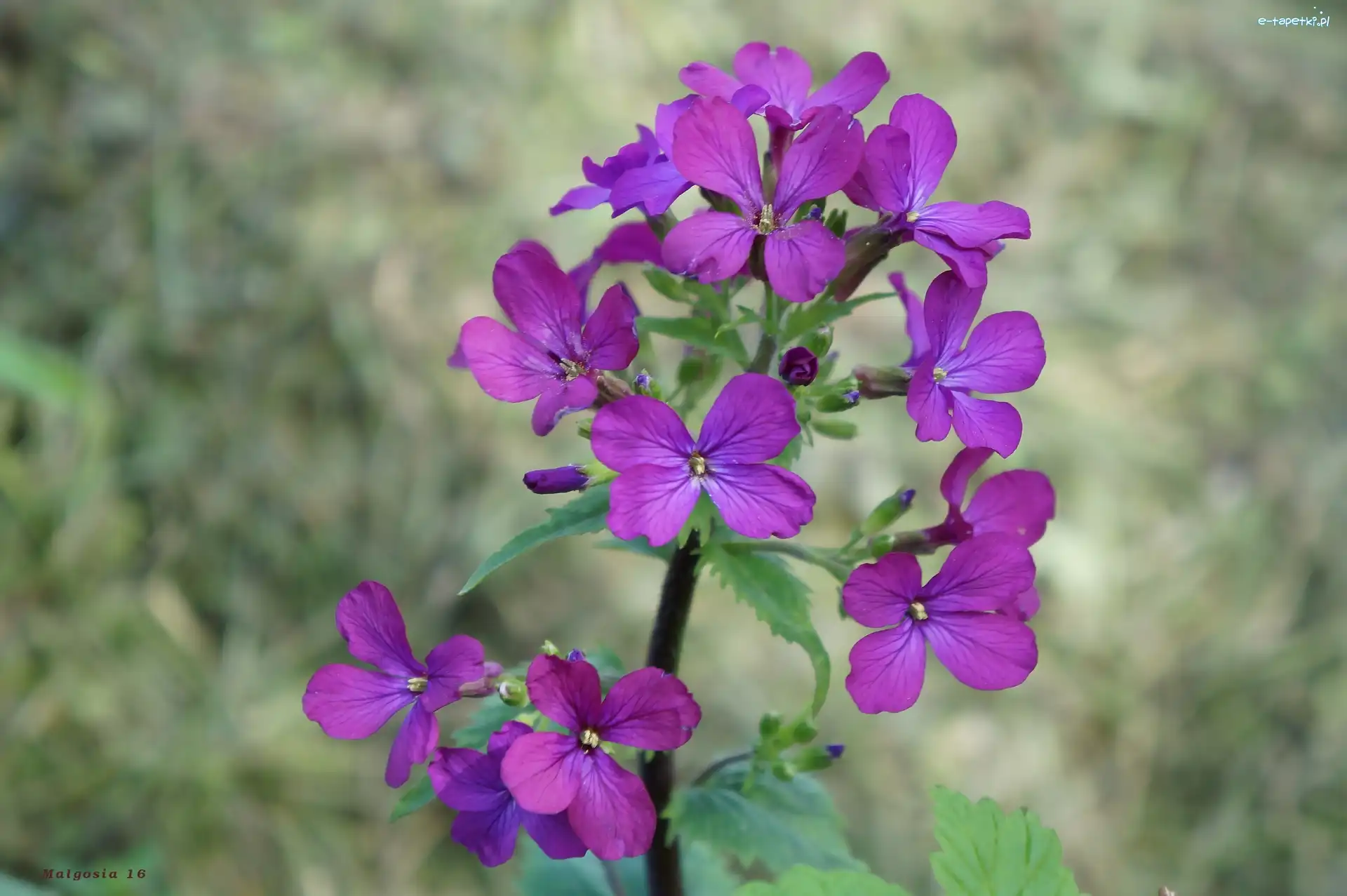 Lunaria, Kwiaty