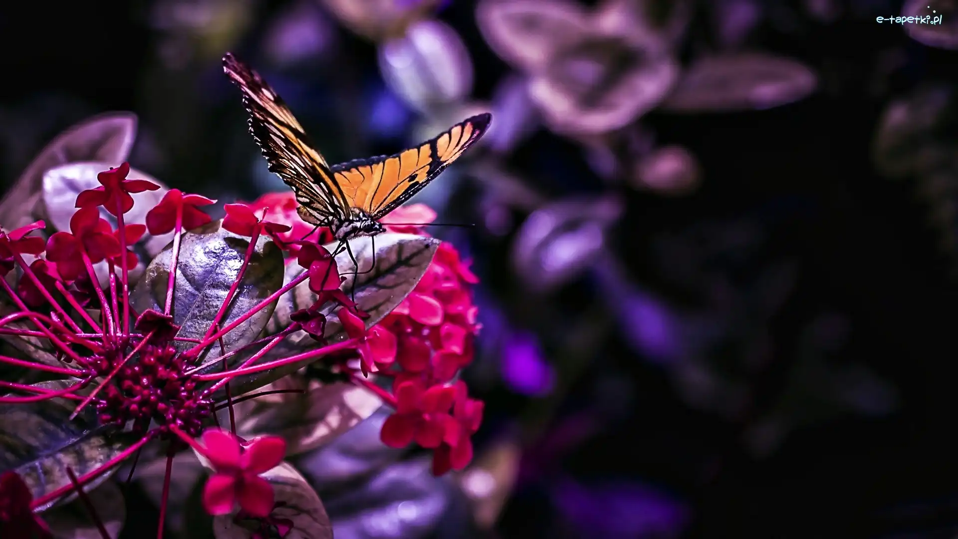 Kwiat, Motyl