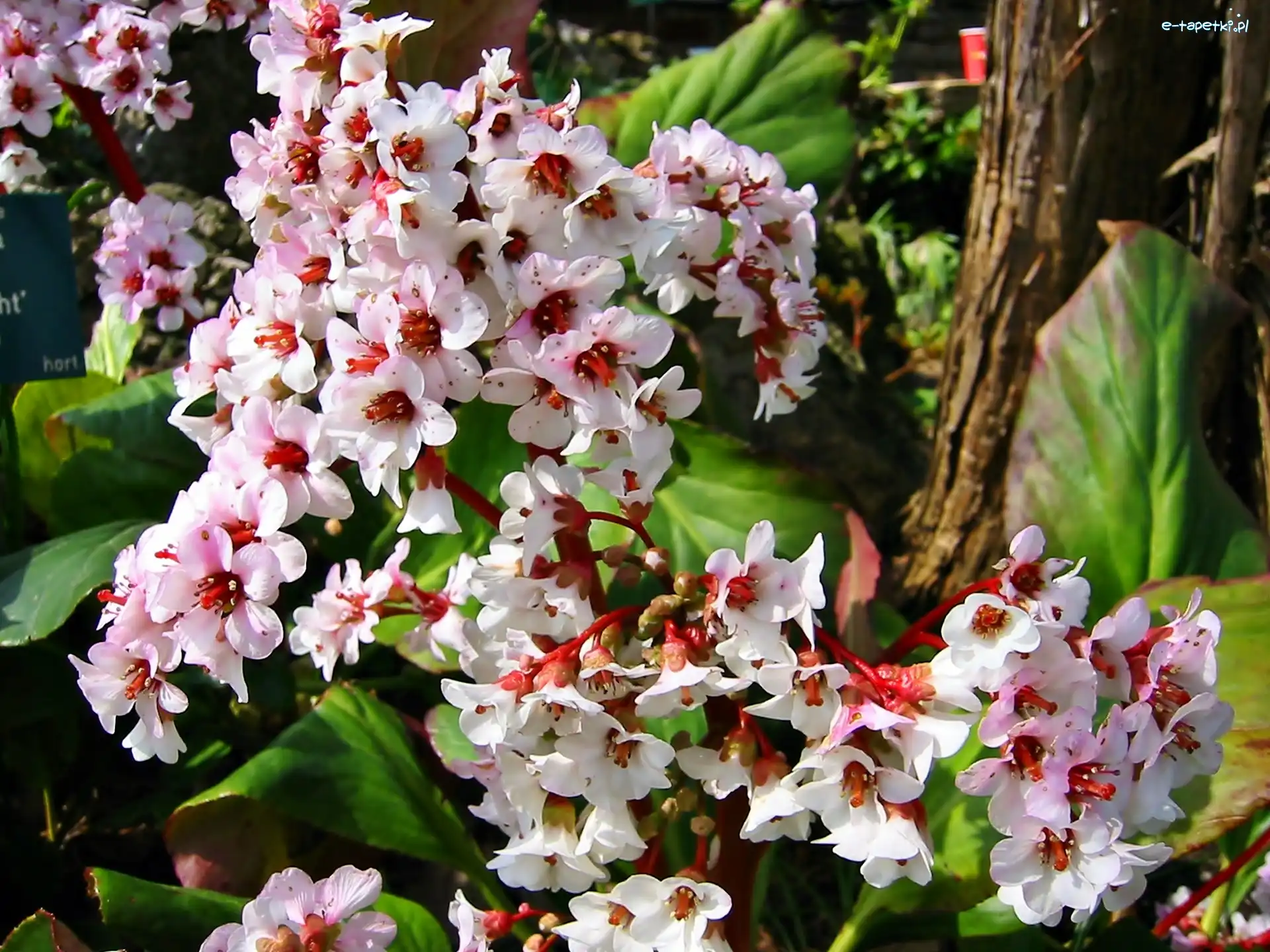 Bergenia, Kwitnąca, Ogród