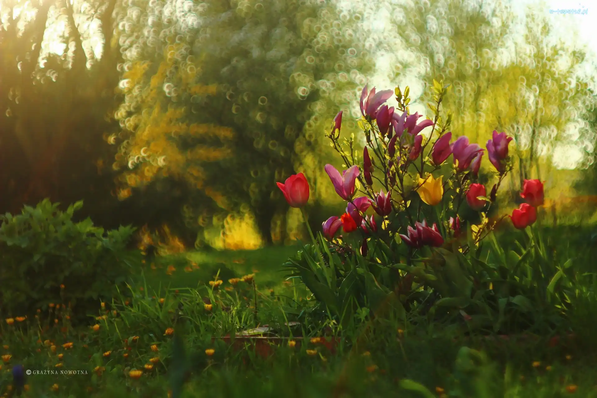 Magnolie, Wiosna, Kwiaty, Tulipany