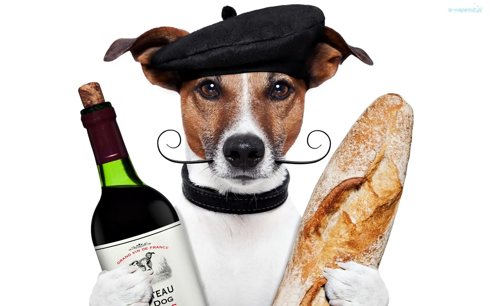 Pies, Wąsy, Beret, Wino, Bagietka