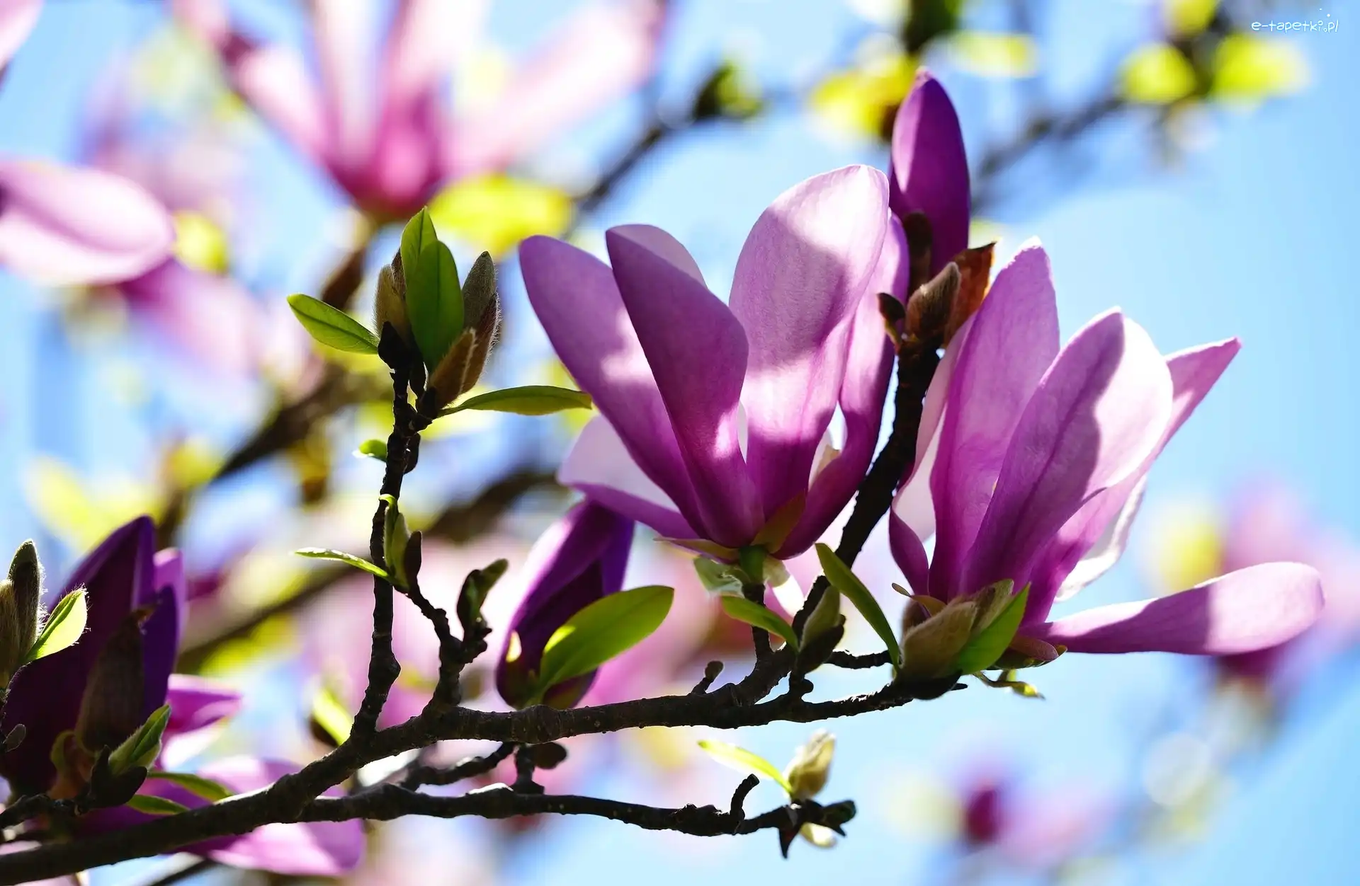 Światło, Wiosna, Krzew, Magnolia
