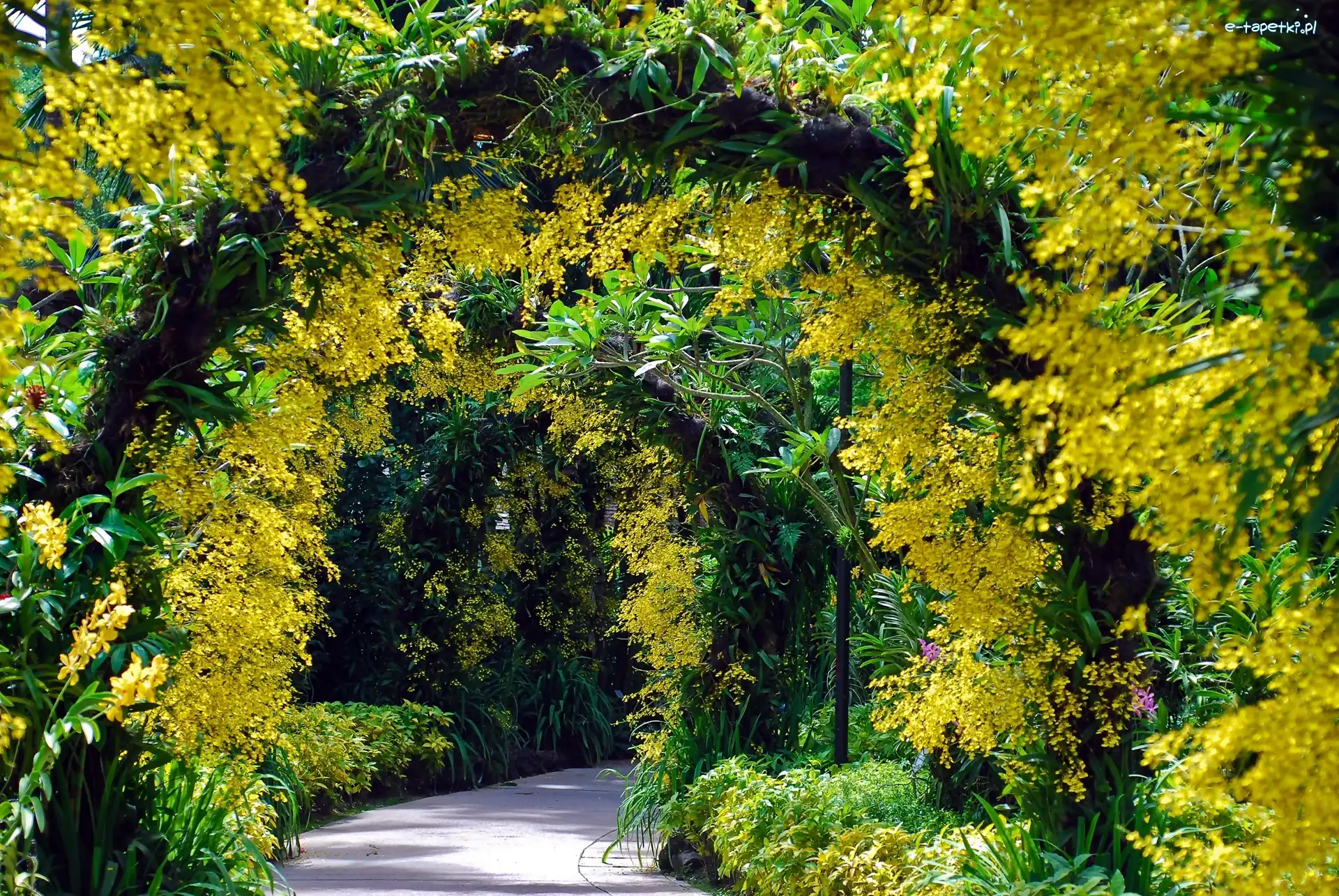 Drzewa, Łuki, Krzewy, Singapur, Ogród Botaniczny