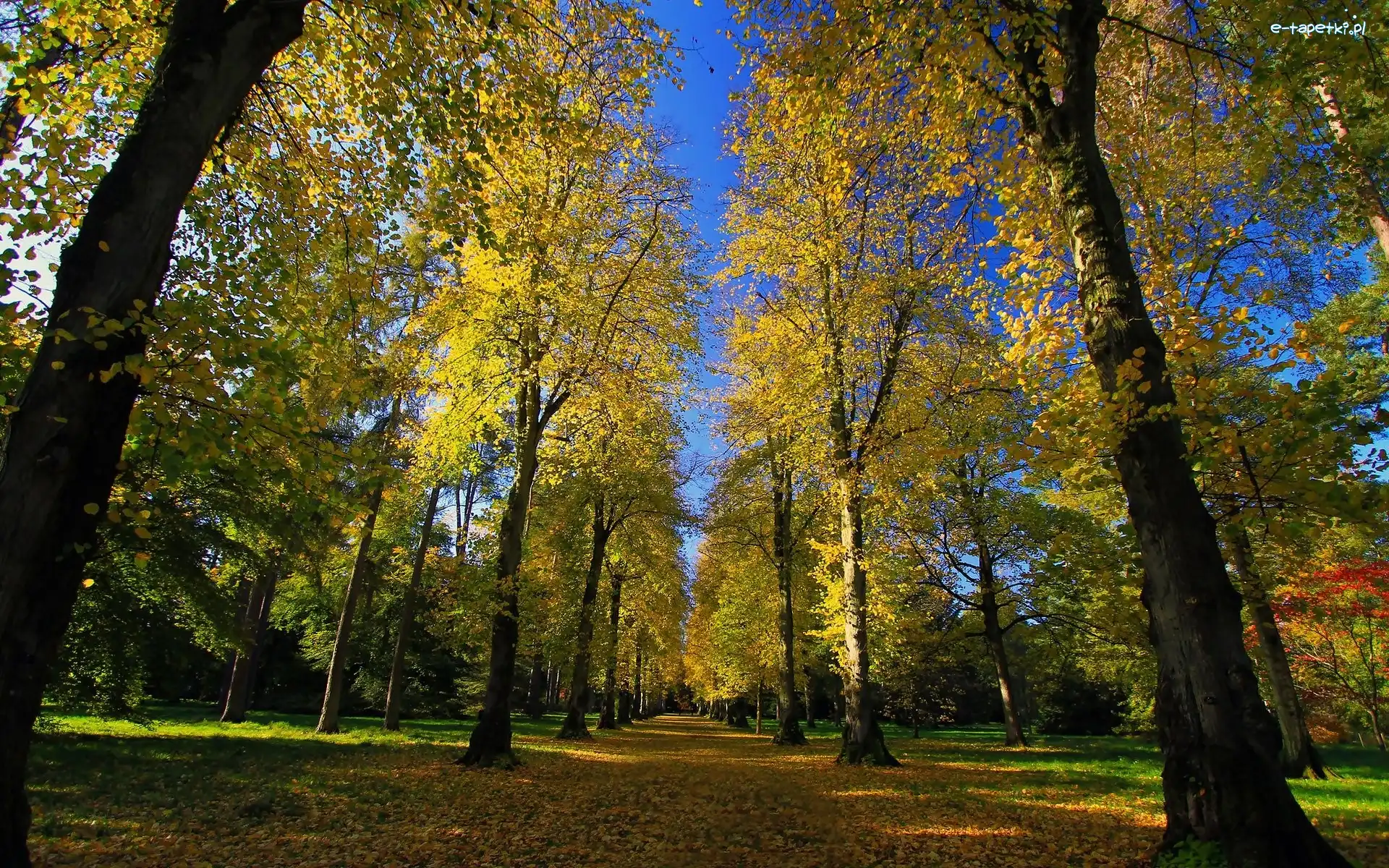 Droga, Jesień, Drzewa, Park