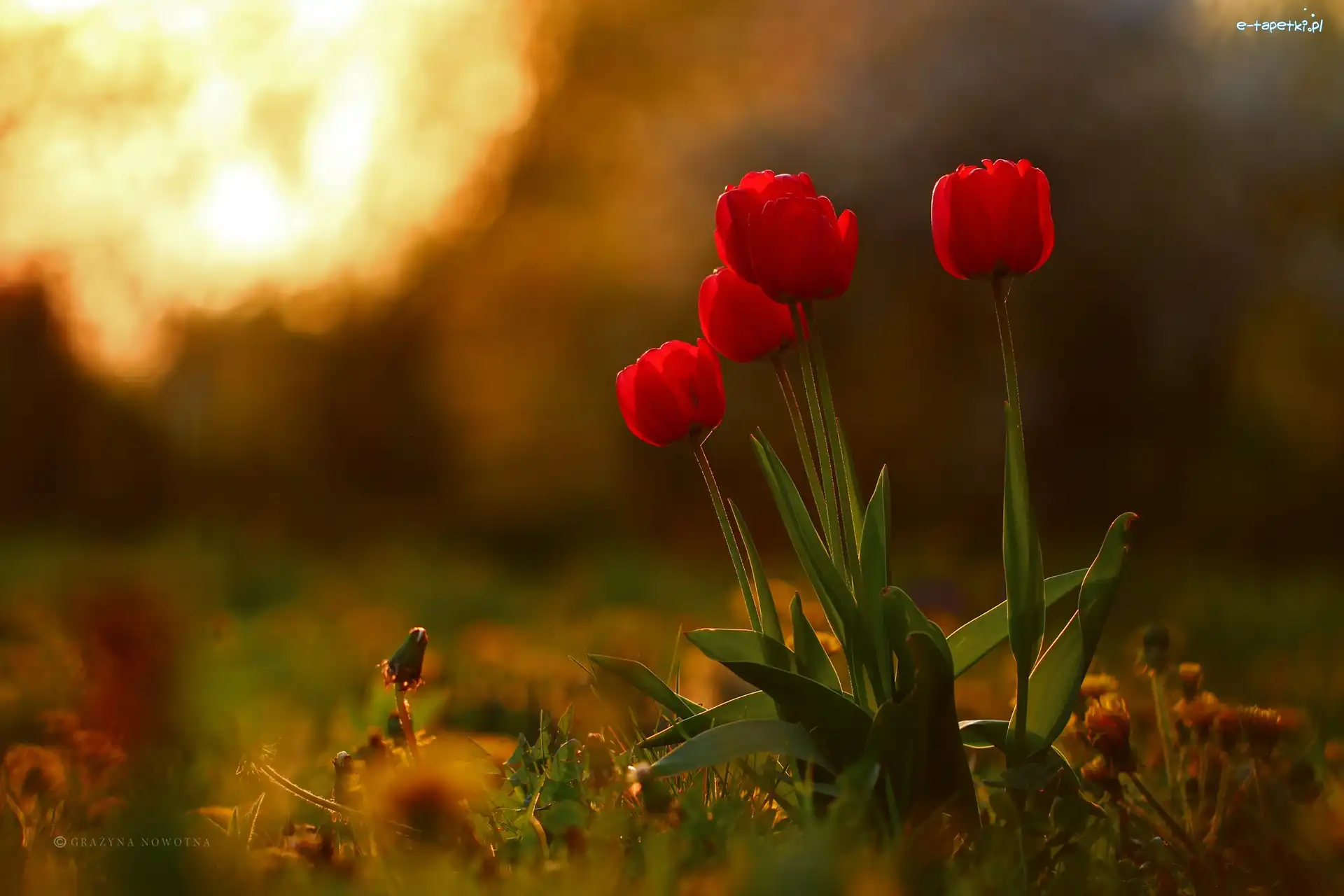 Kwiaty, Tulipany, Czerwone