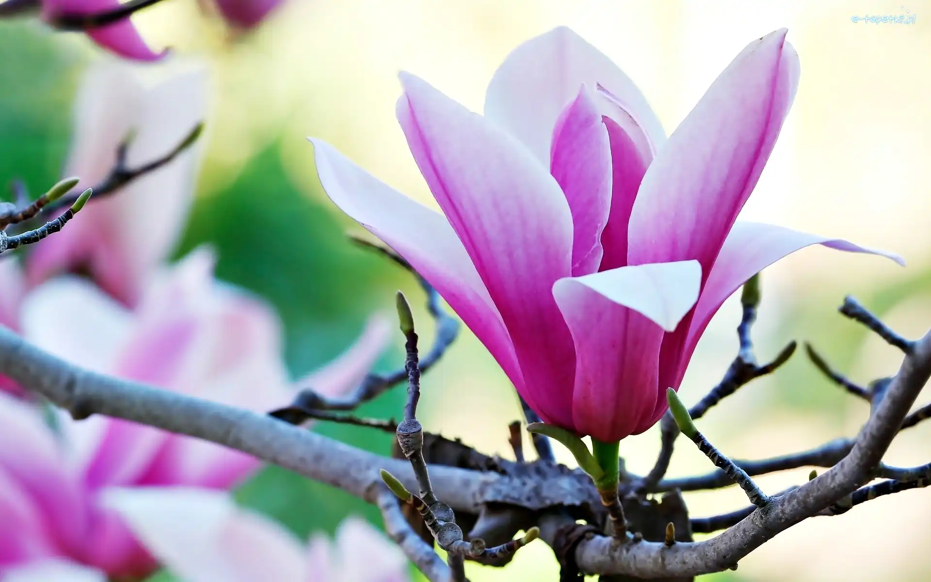 Magnolii, Gałązka, Kwitnąca