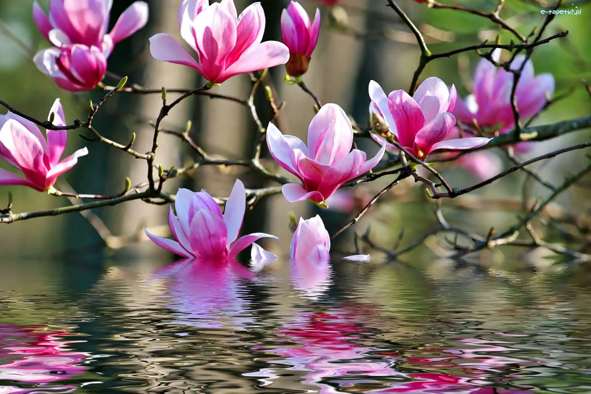 Woda, Magnolia, Różowa