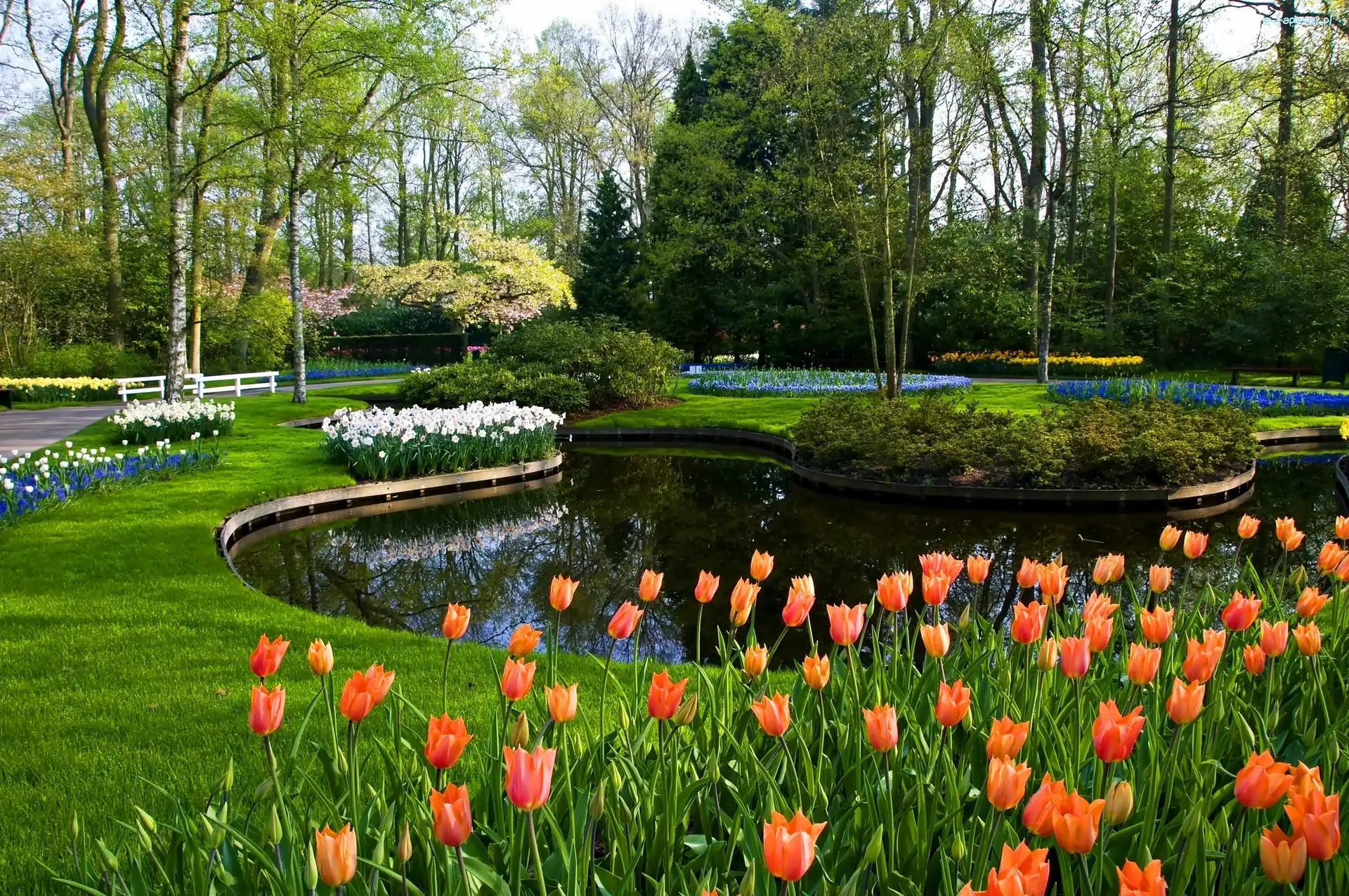 Keukenhof, Tulipany, Staw, Park
