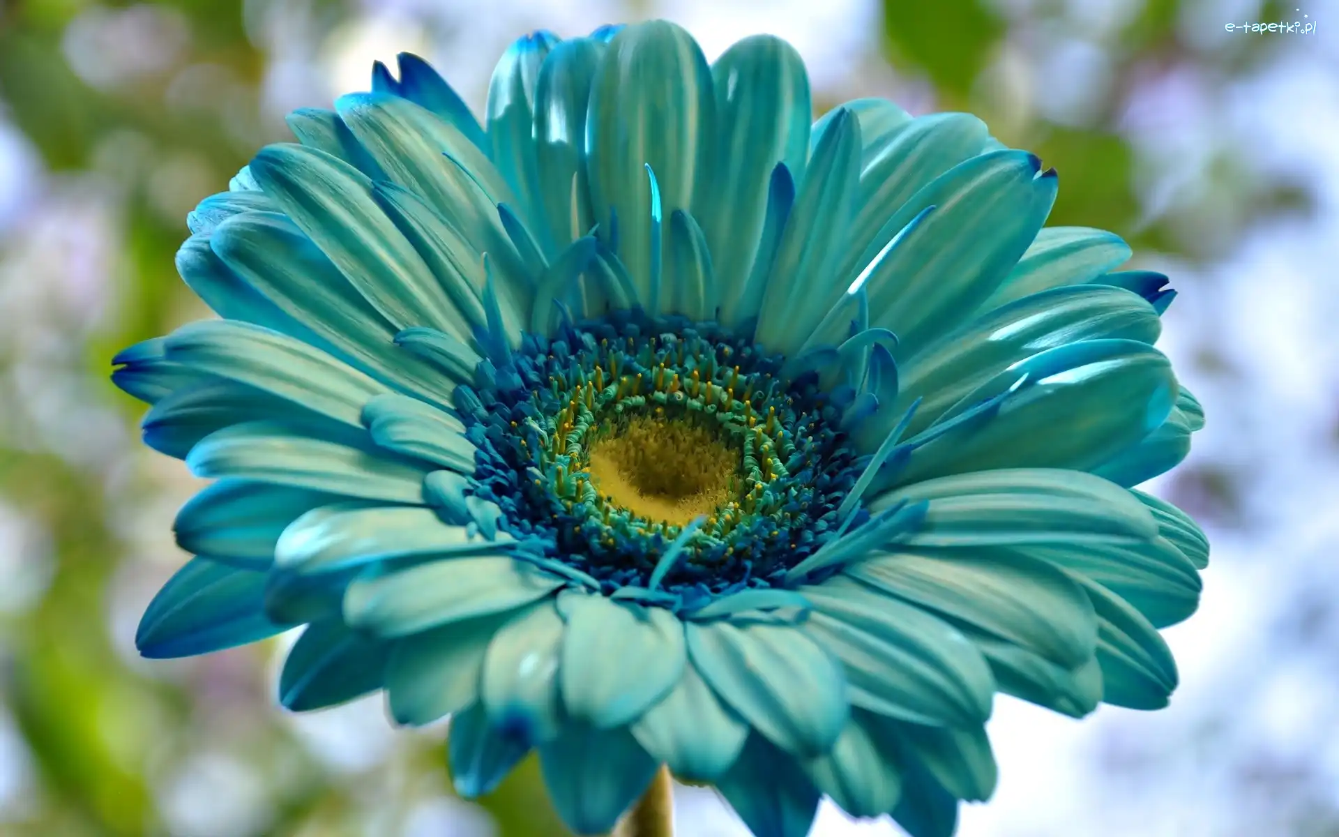 Gerbera, Kwiatek