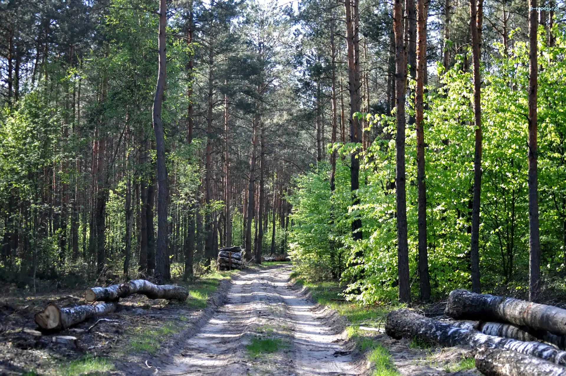 Droga, Drzewa, Kłody, Las