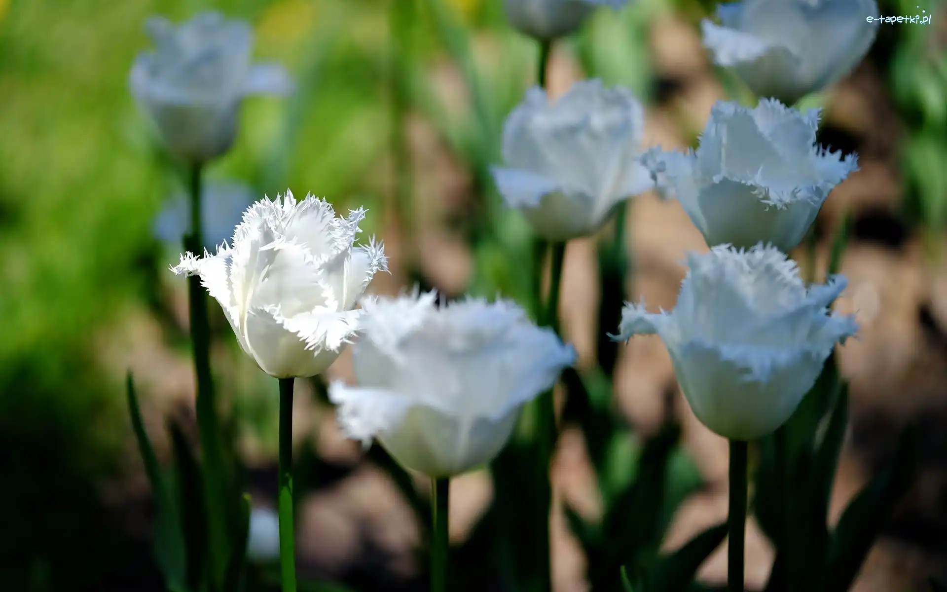 Tulipany, Białe