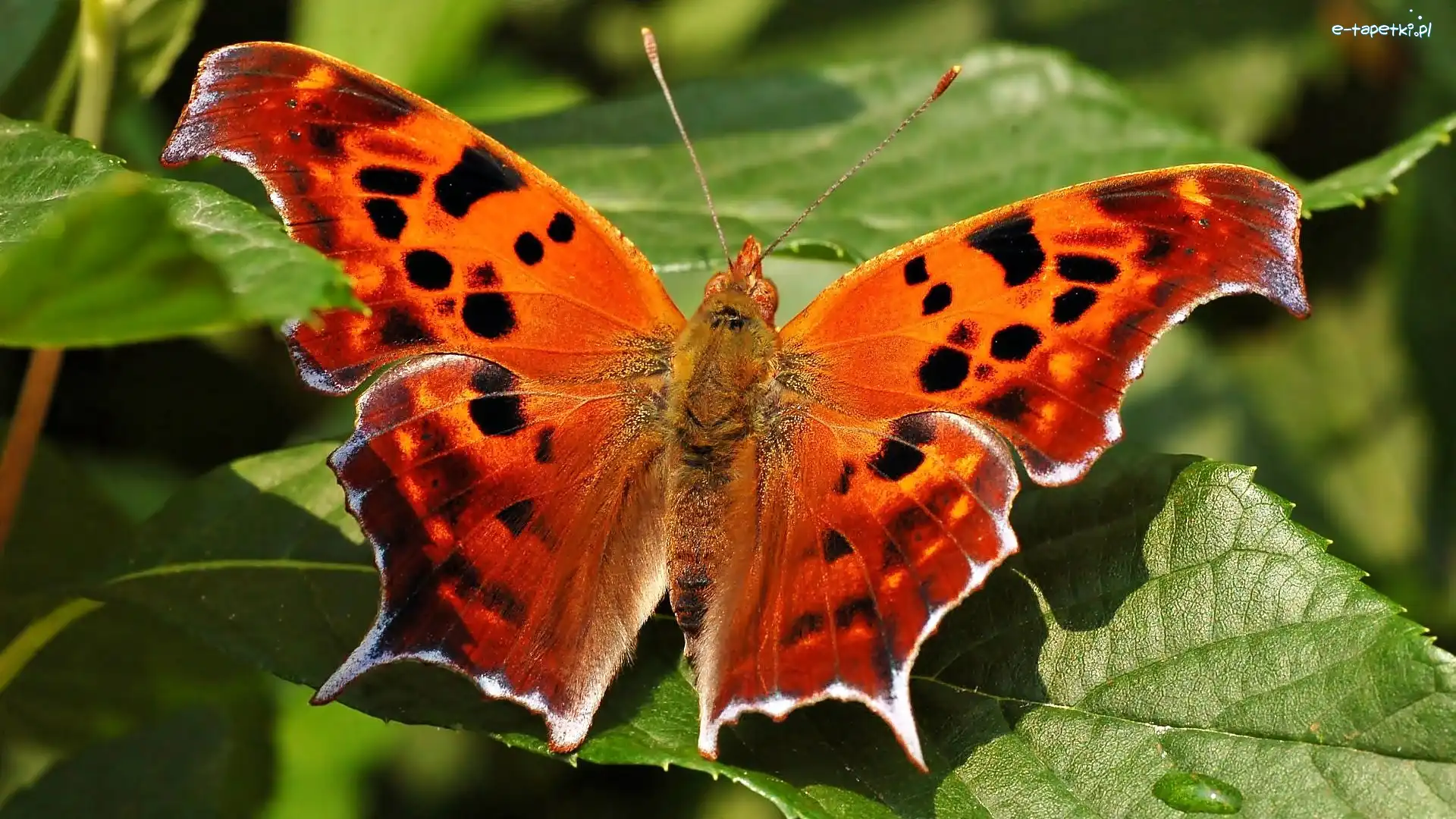 Listki, Motyl
