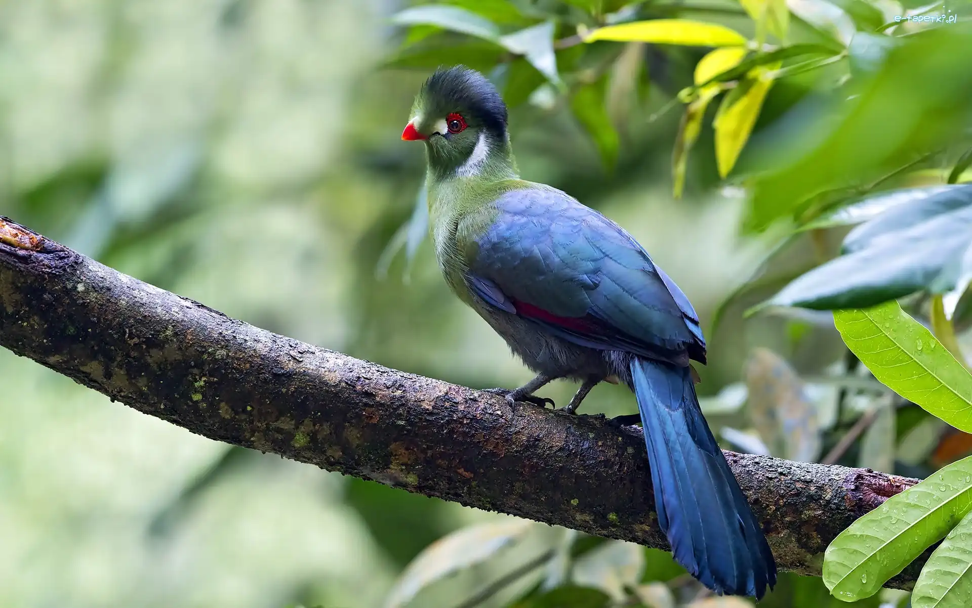 Ptak, Liście, Gałąz, Turaco