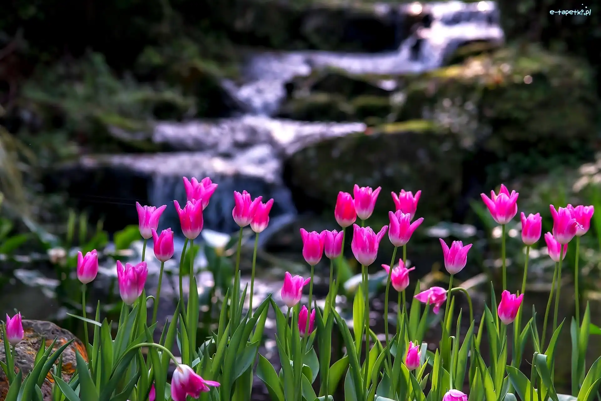 Tulipany, Rzeka, Górska, Różowe