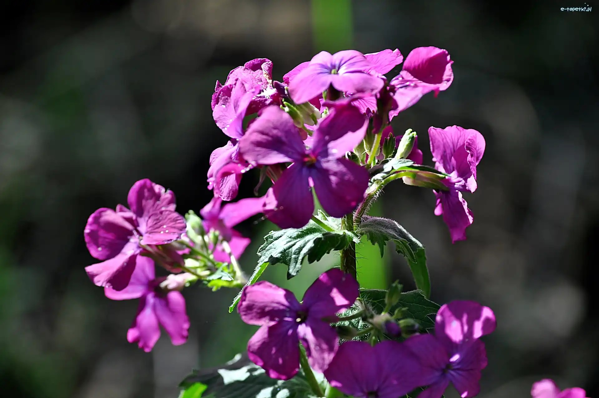 Leśne, Lunaria, Kwiaty, Purpurowe