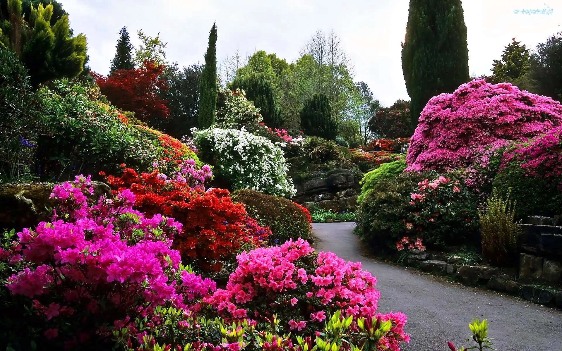Rododendrony, Park, Wiosna