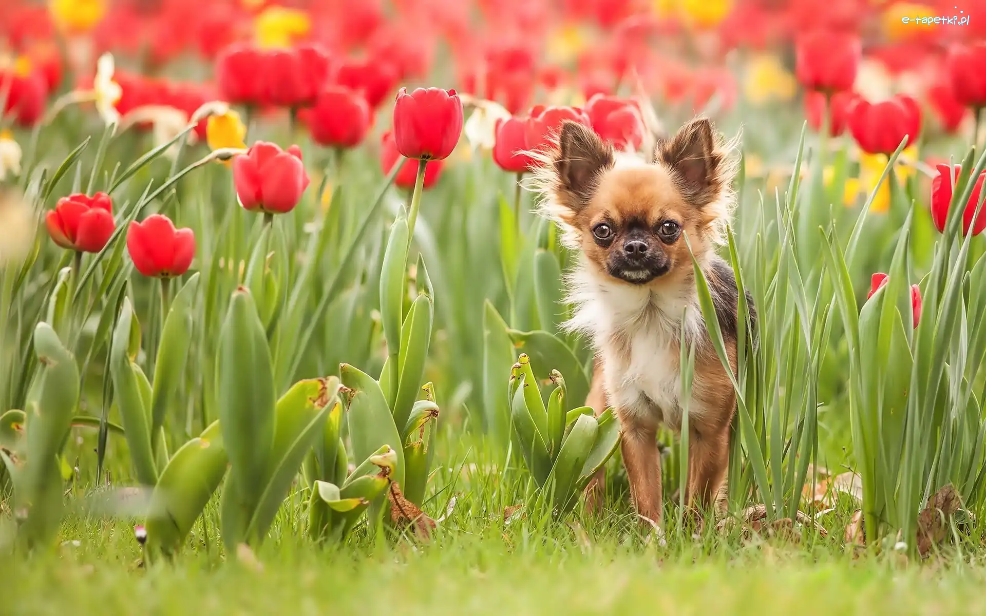 Chihuahua, Tulipany, Piesek