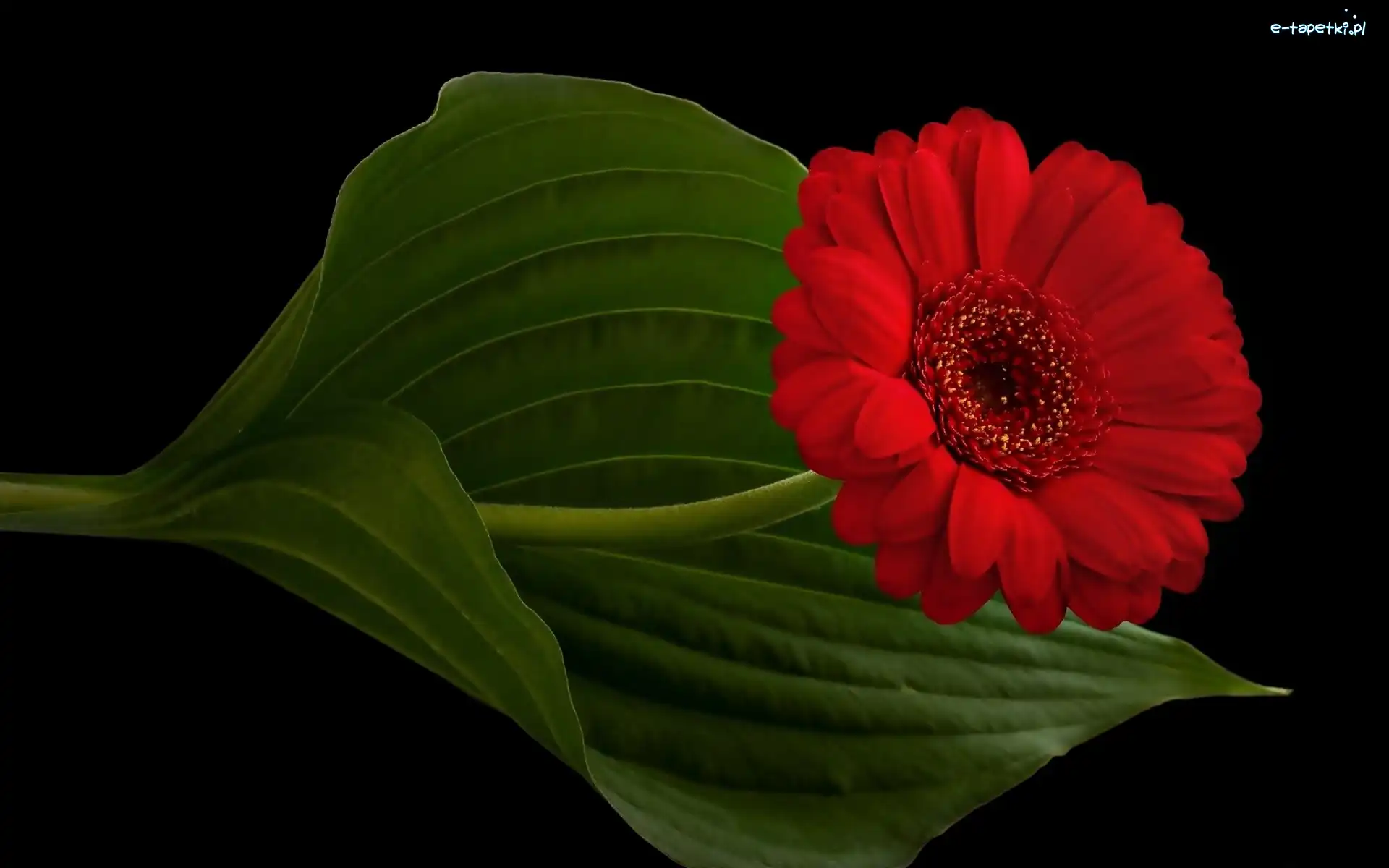 Listki, Gerbera, Kwiatek